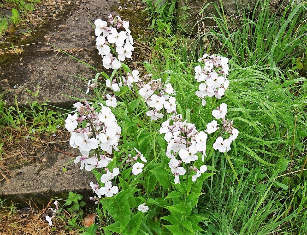 Hesperis matronalis alba (White Dame's Violet)