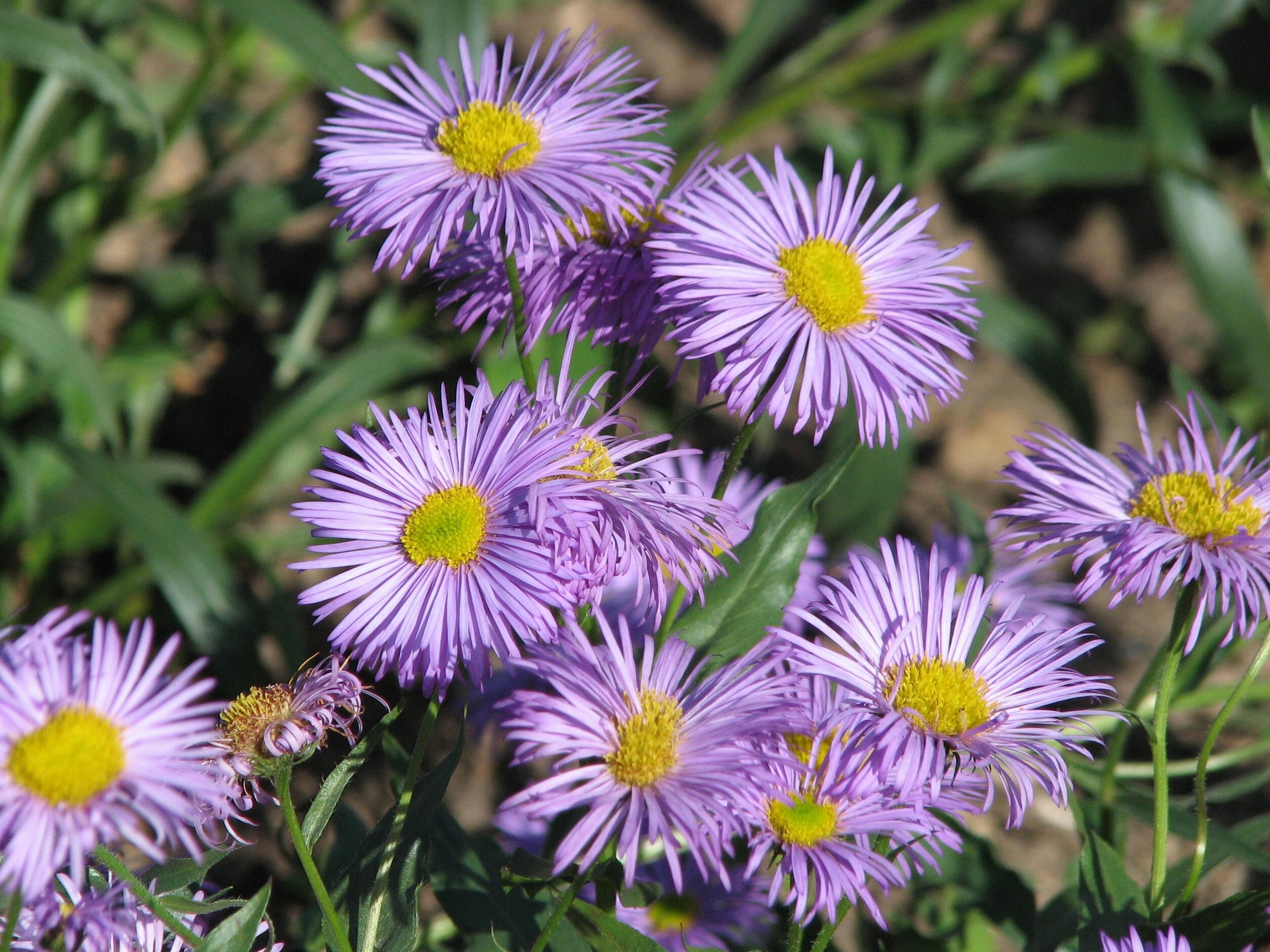 Erigeron 'Azure Beauty'