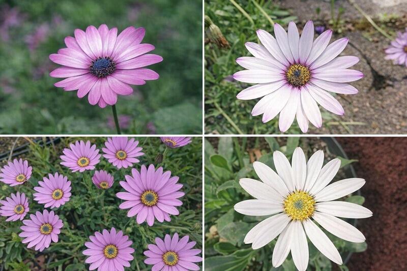 Osteospermum Collection (African Daisy) - Four Plants