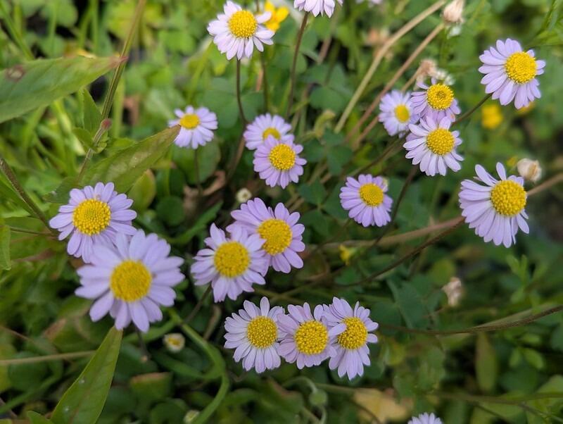 Bellis rotundifolia subsp. caerulescens