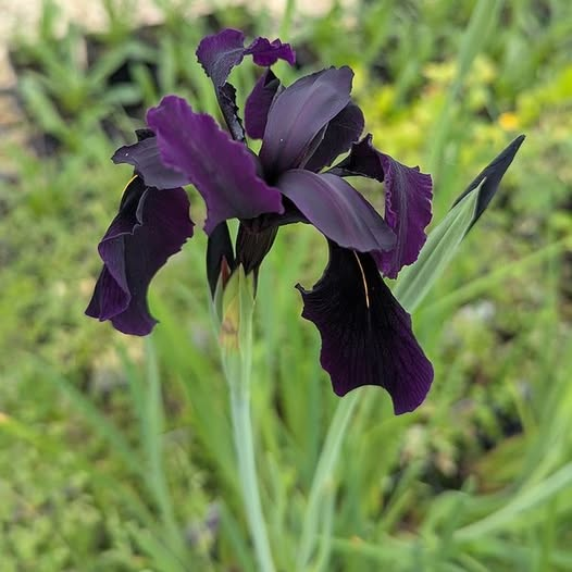 Iris chrysographes 'Black Knight'
