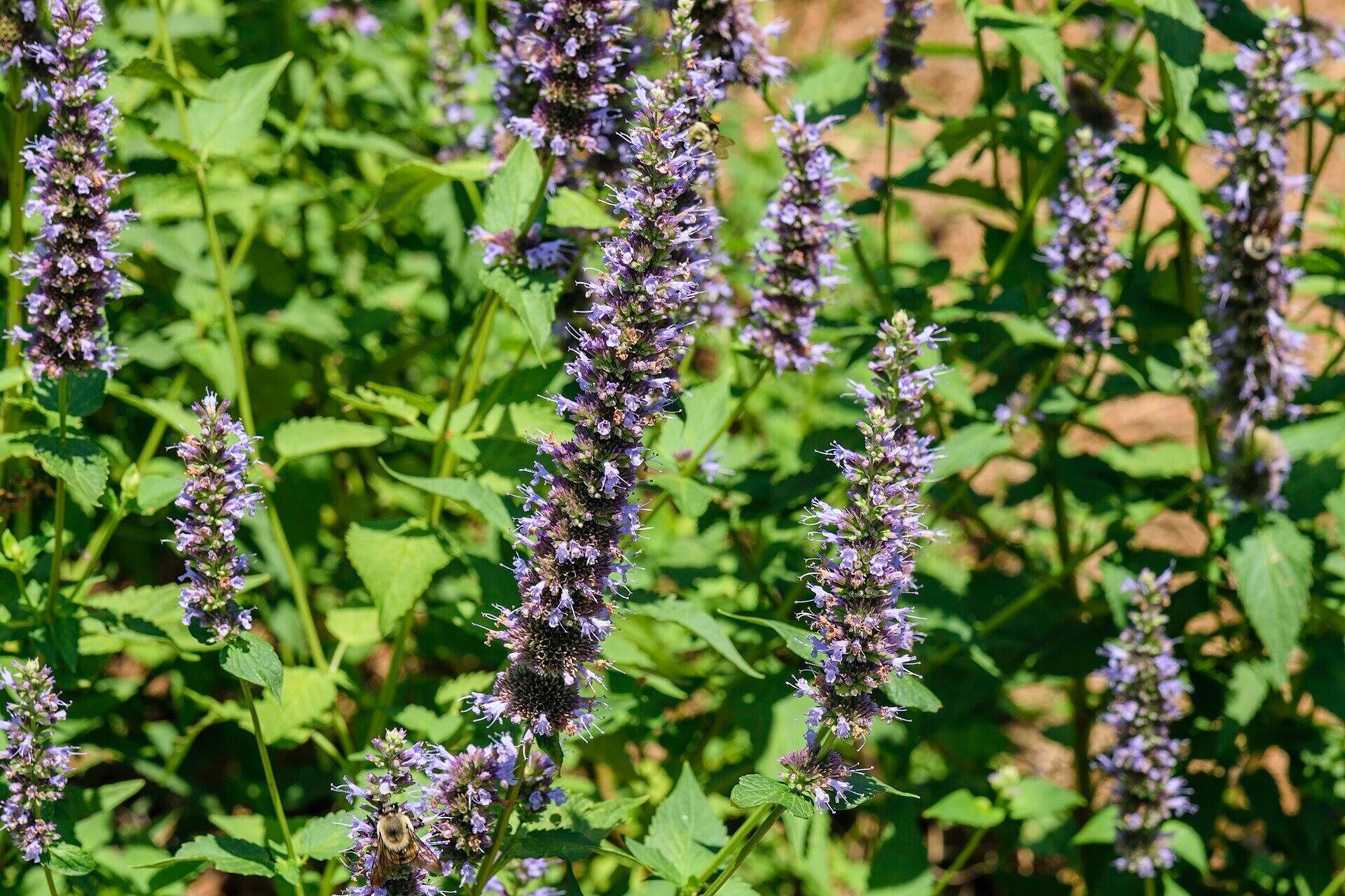 Agastache 'Blackadder' (Giant Hyssop)