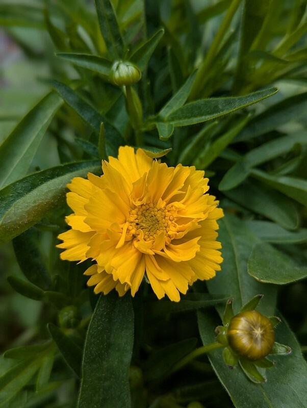 Coreopsis grandiflora 'Early Sunrise' (Tickseed)
