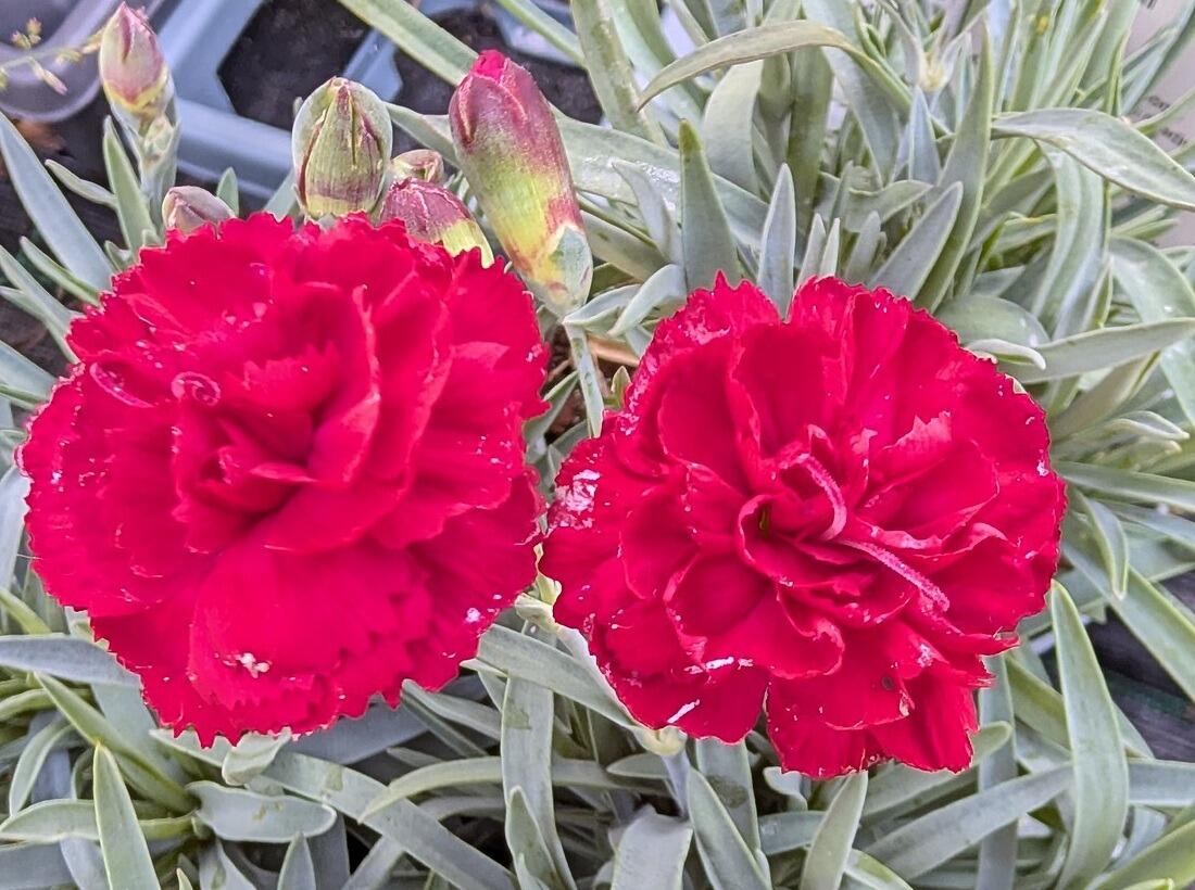 Dianthus 'Rebekah'