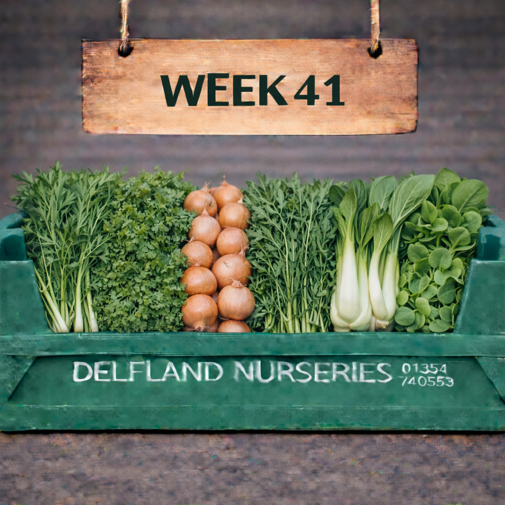 Week 41