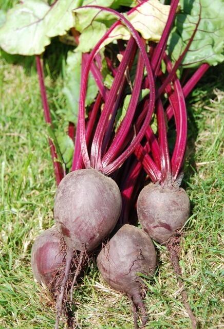 Beetroot