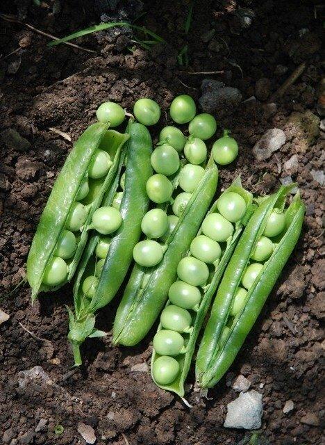 Pea