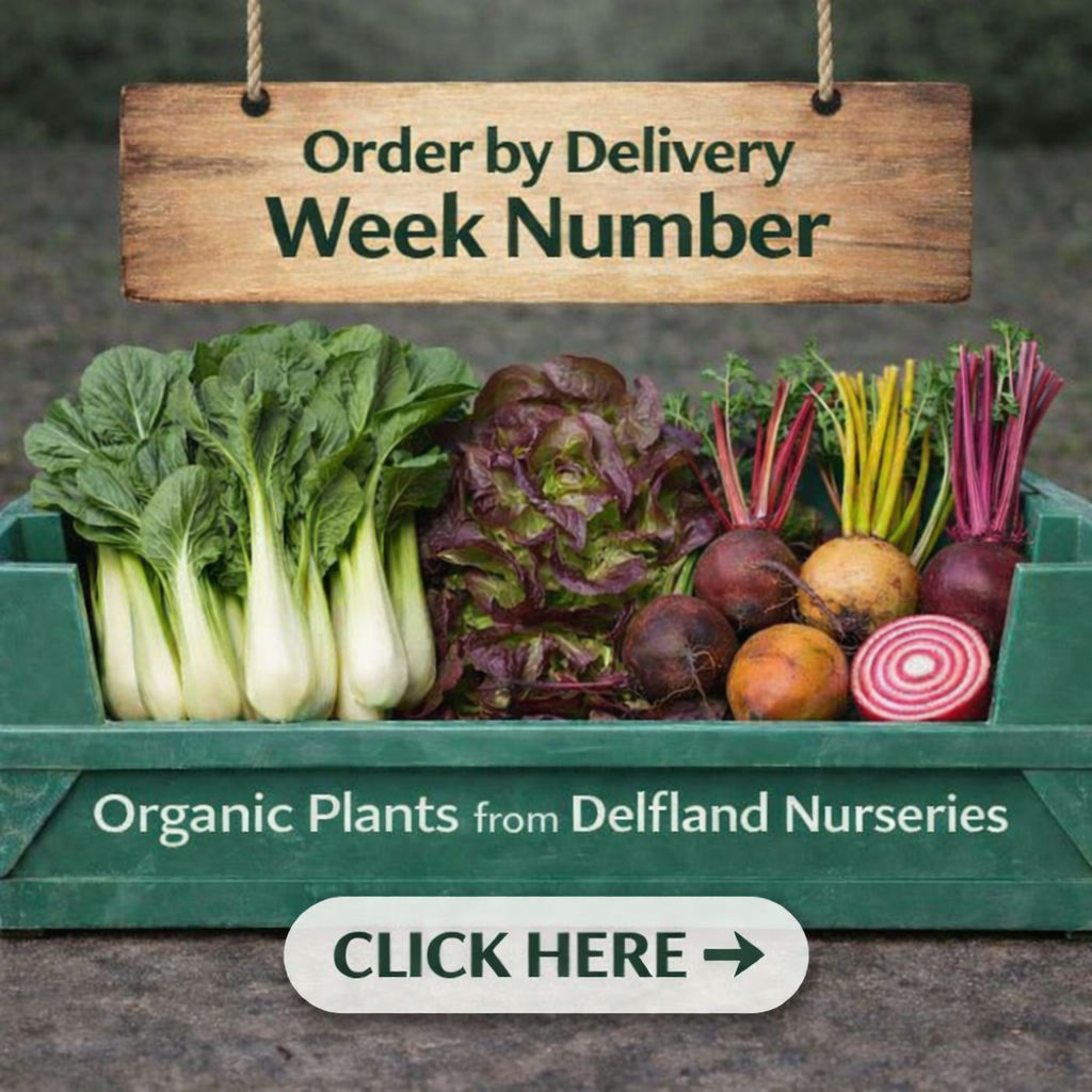 Weekly Delivery Order By Delivery Week