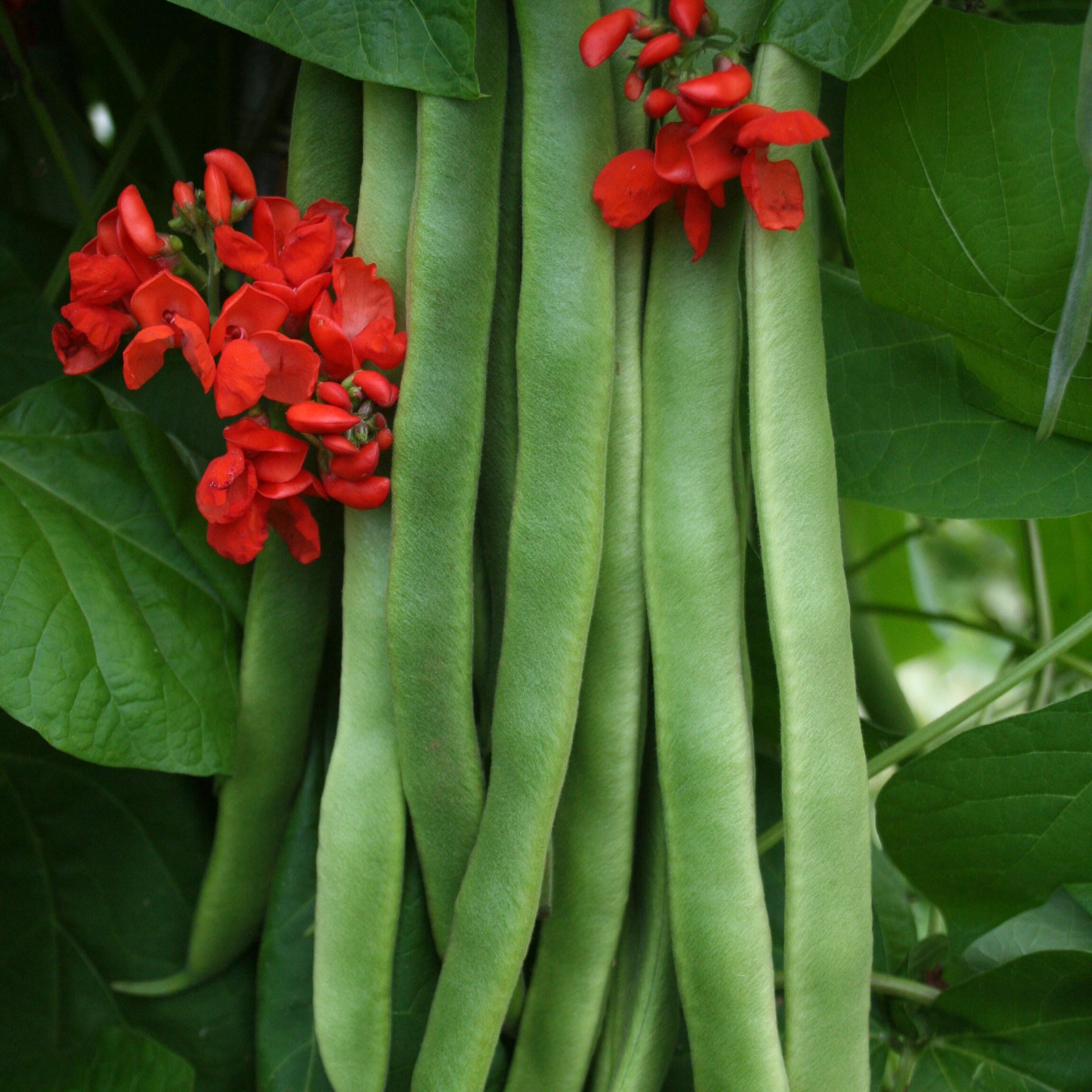 Pyhon Beans Bean