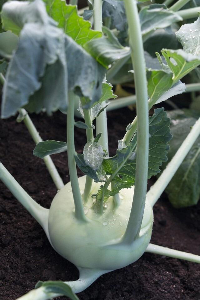 Koly Robi Kohl Rabi
