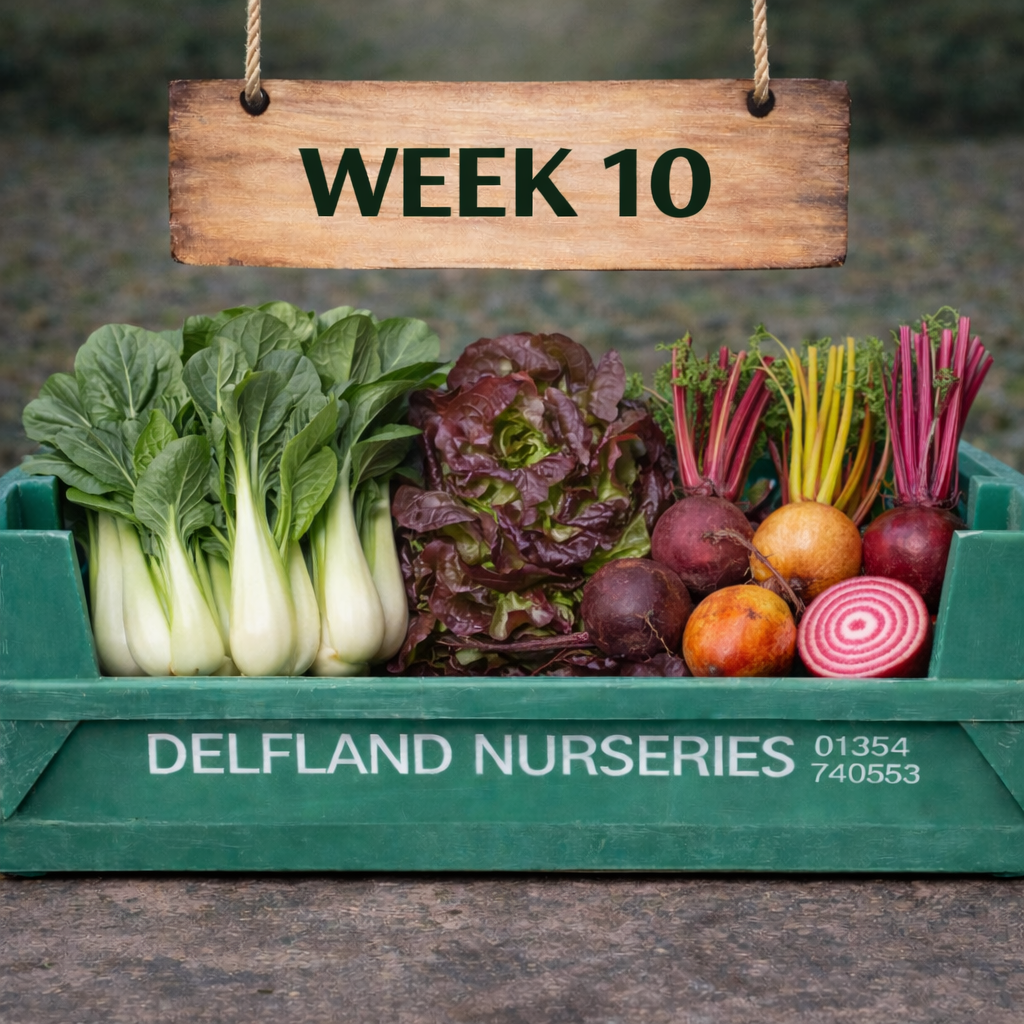 Week 10