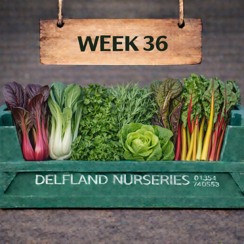 Week 36