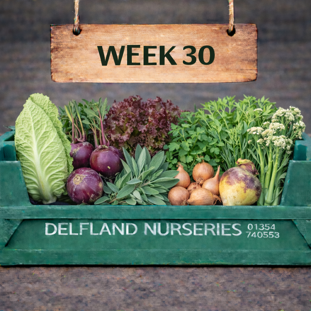 Week 30