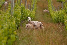 Organic v Sustainable v Biodynamic