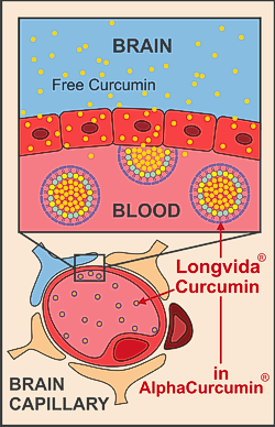 alphacurcumin-blood-brain-diagram-250.png