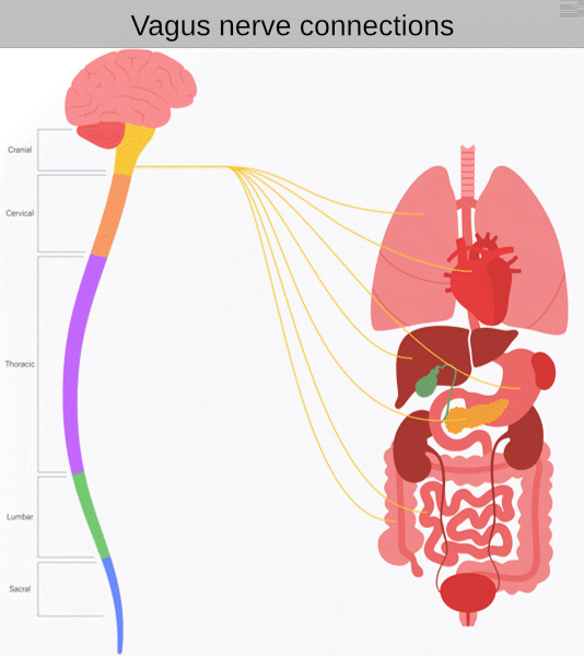 The Vagus nerve and how important is it to my overall Health?