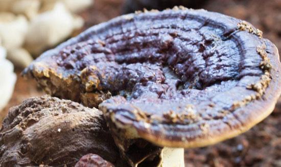 Best Mushrooms for Anxiety: Fungi for Calming the Mind & Body