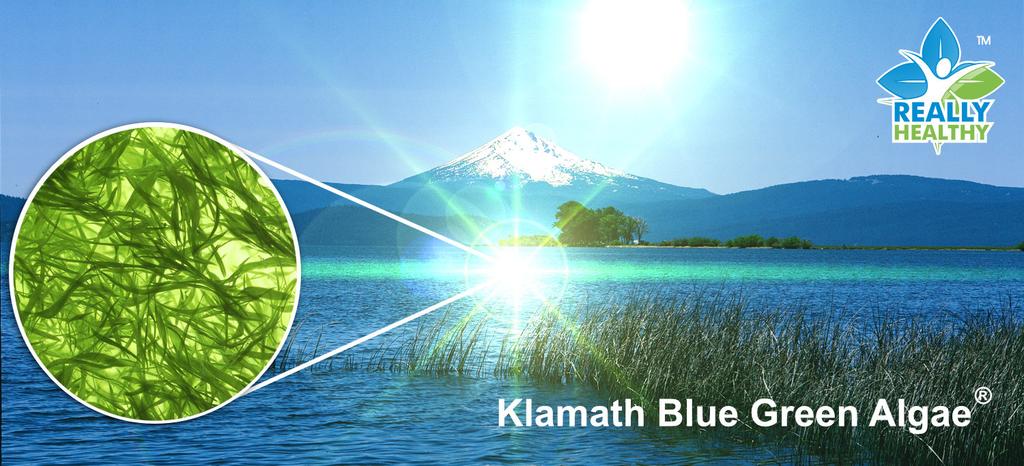 Klamath Blue Green Algae in 2021: A functional food worth considering