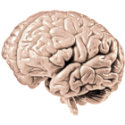 Brain Health & Memory