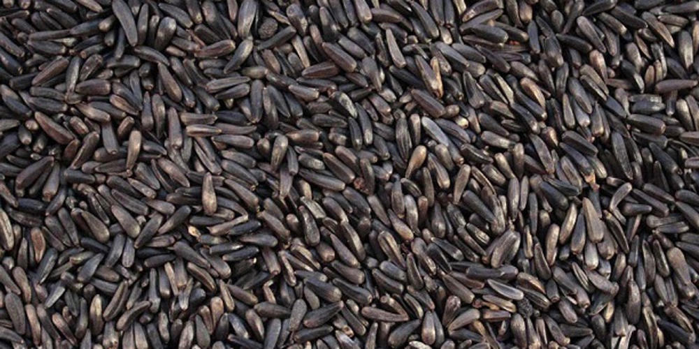 Niger (Nyjer) Seed