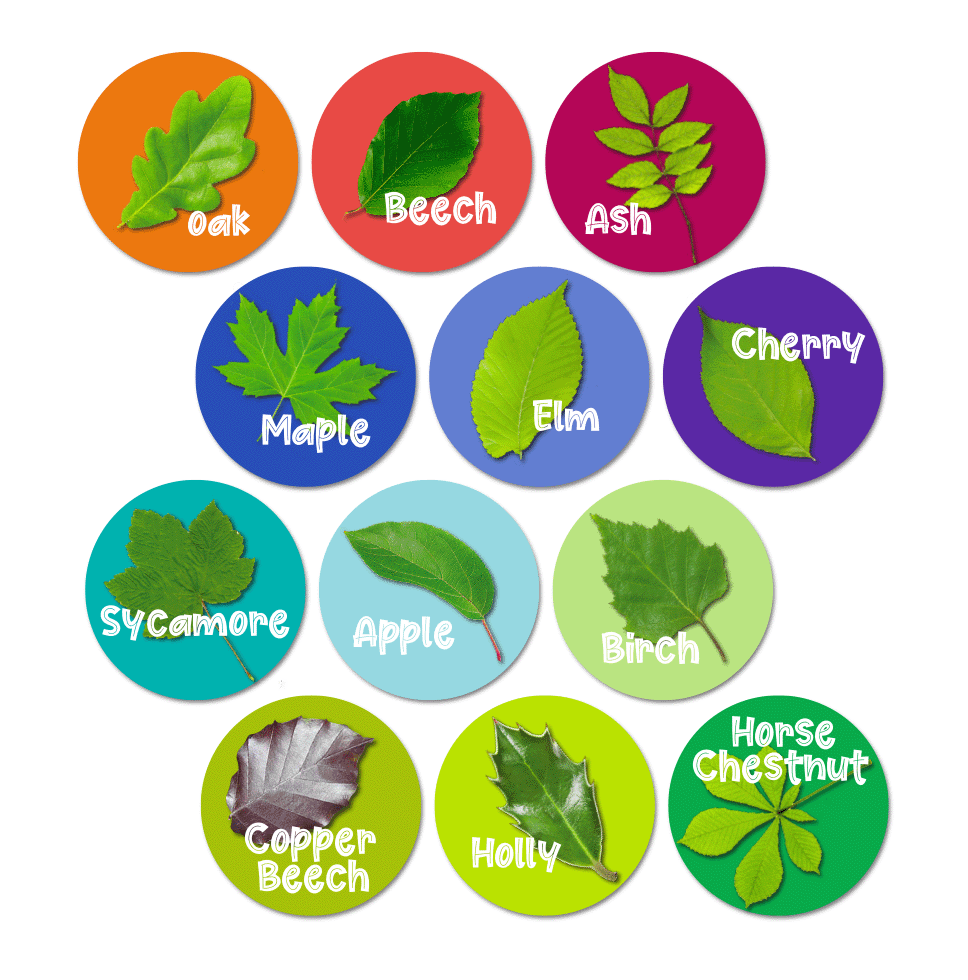 Identify Trees By Their Leaves