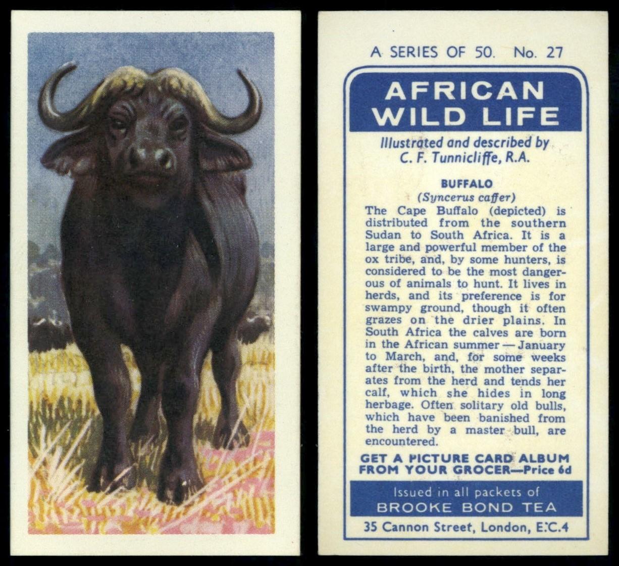 Buffalo #27 African Wild Life 1962 Brooke Bond Tea Card