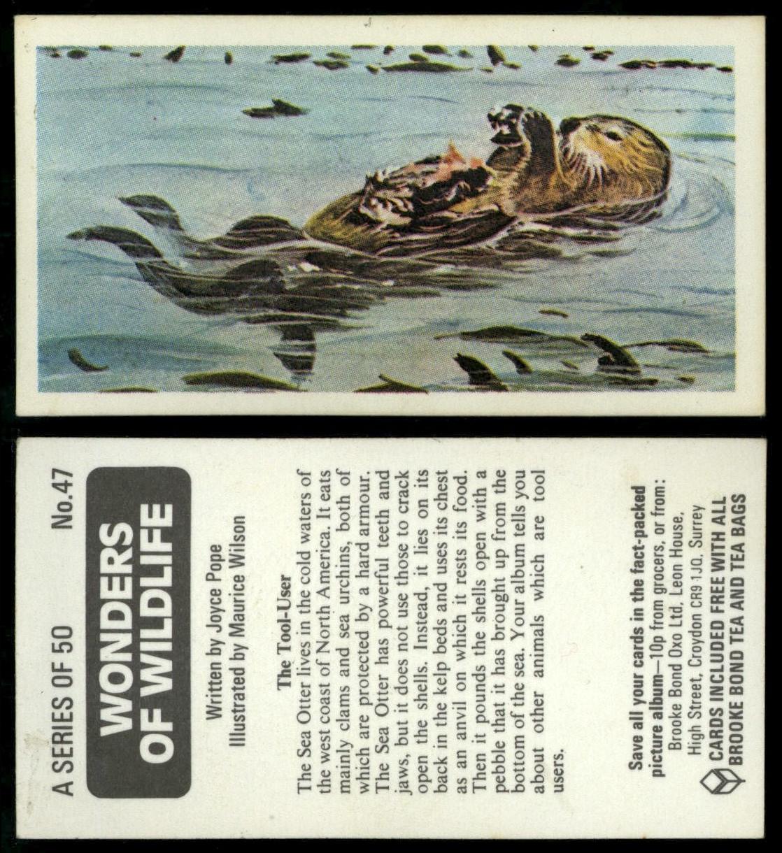 The Tool User #47 Wonders Of Wildlife 1976 Brooke Bond Card