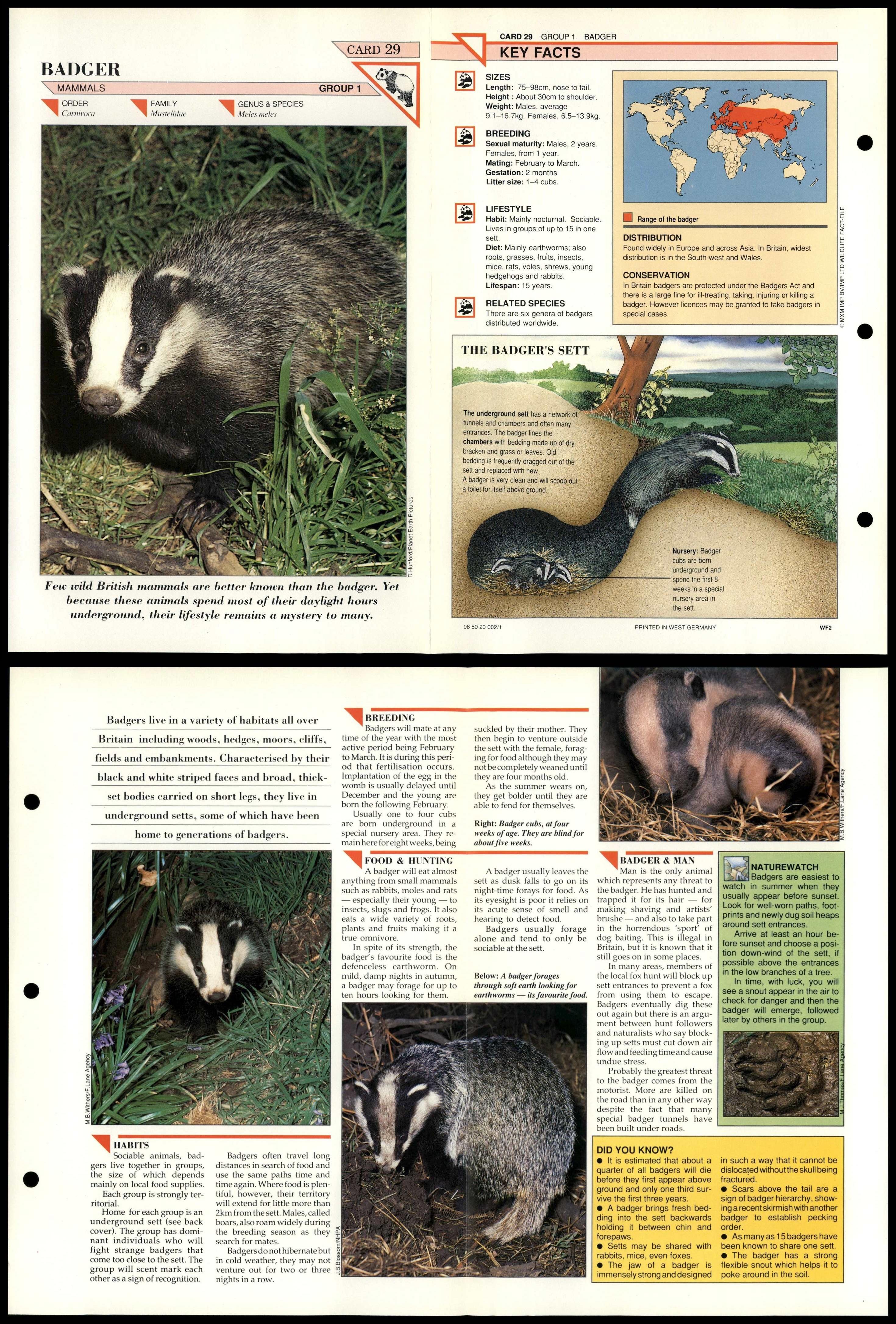 Badger #29 Mammals Wildlife Fact File Fold-Out Card