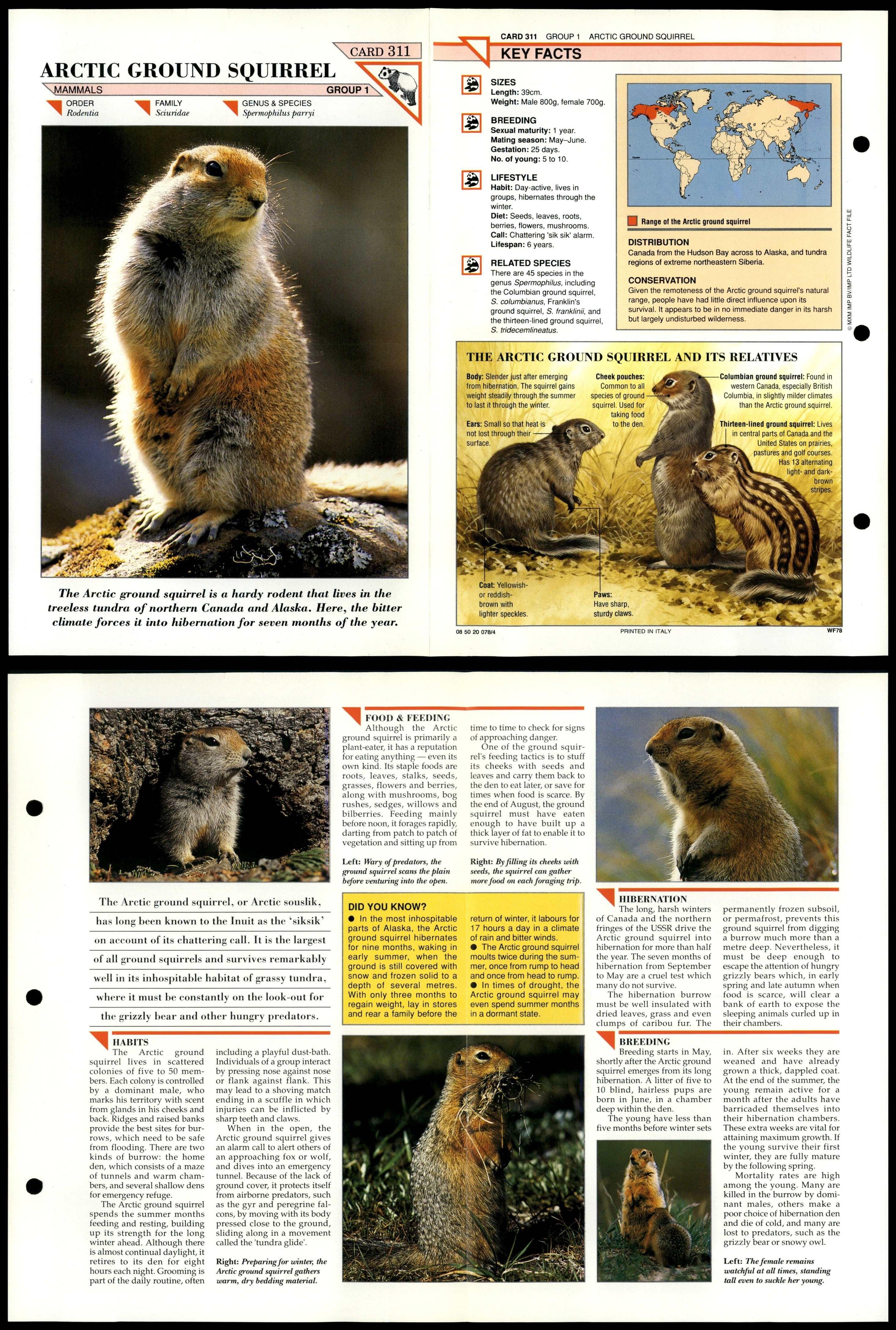 Arctic Ground Squirrel #311 Mammals Wildlife Fact File Fold-Out Card