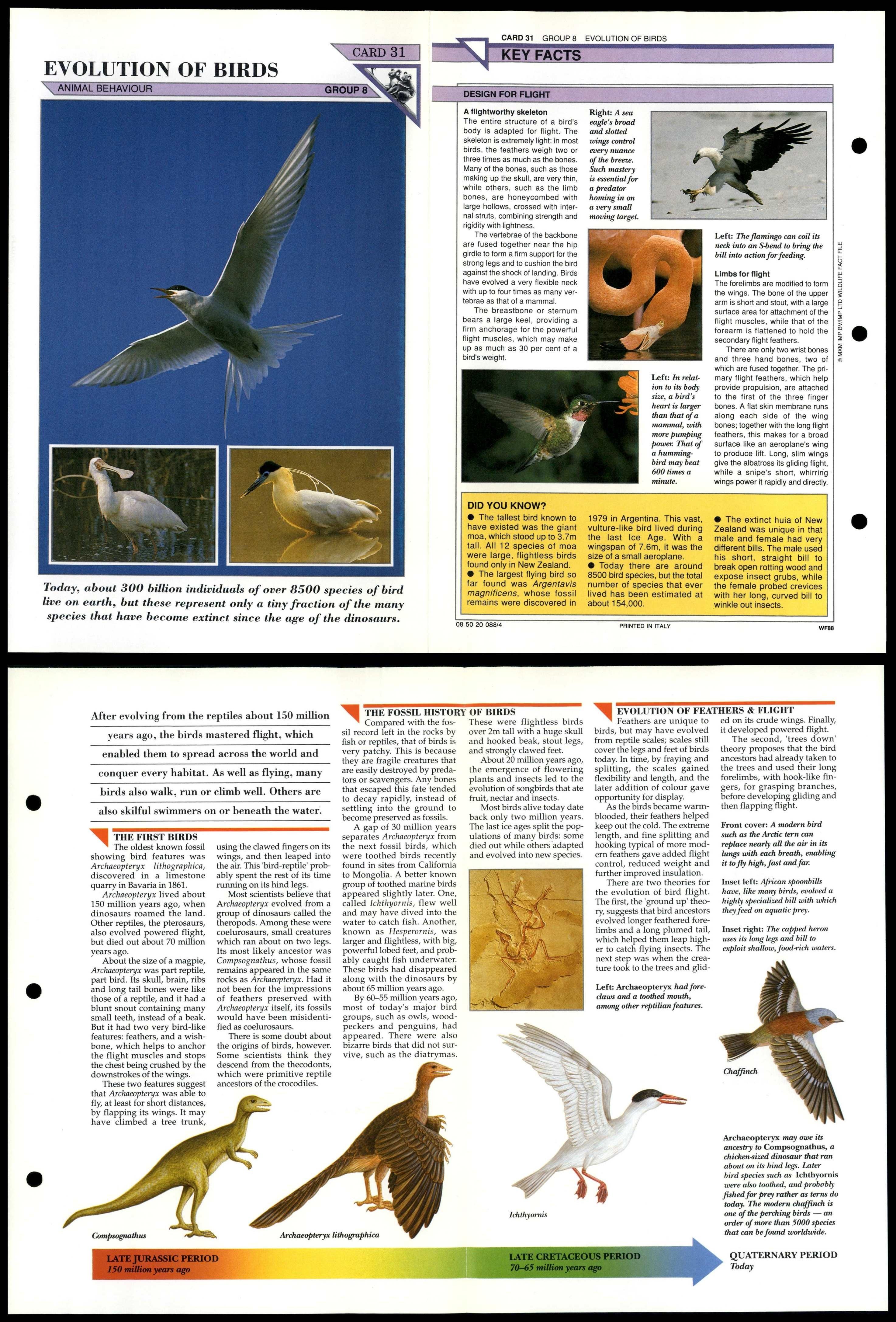 Evolution Of Birds #31 Behaviour Wildlife Fact File Fold-Out Card