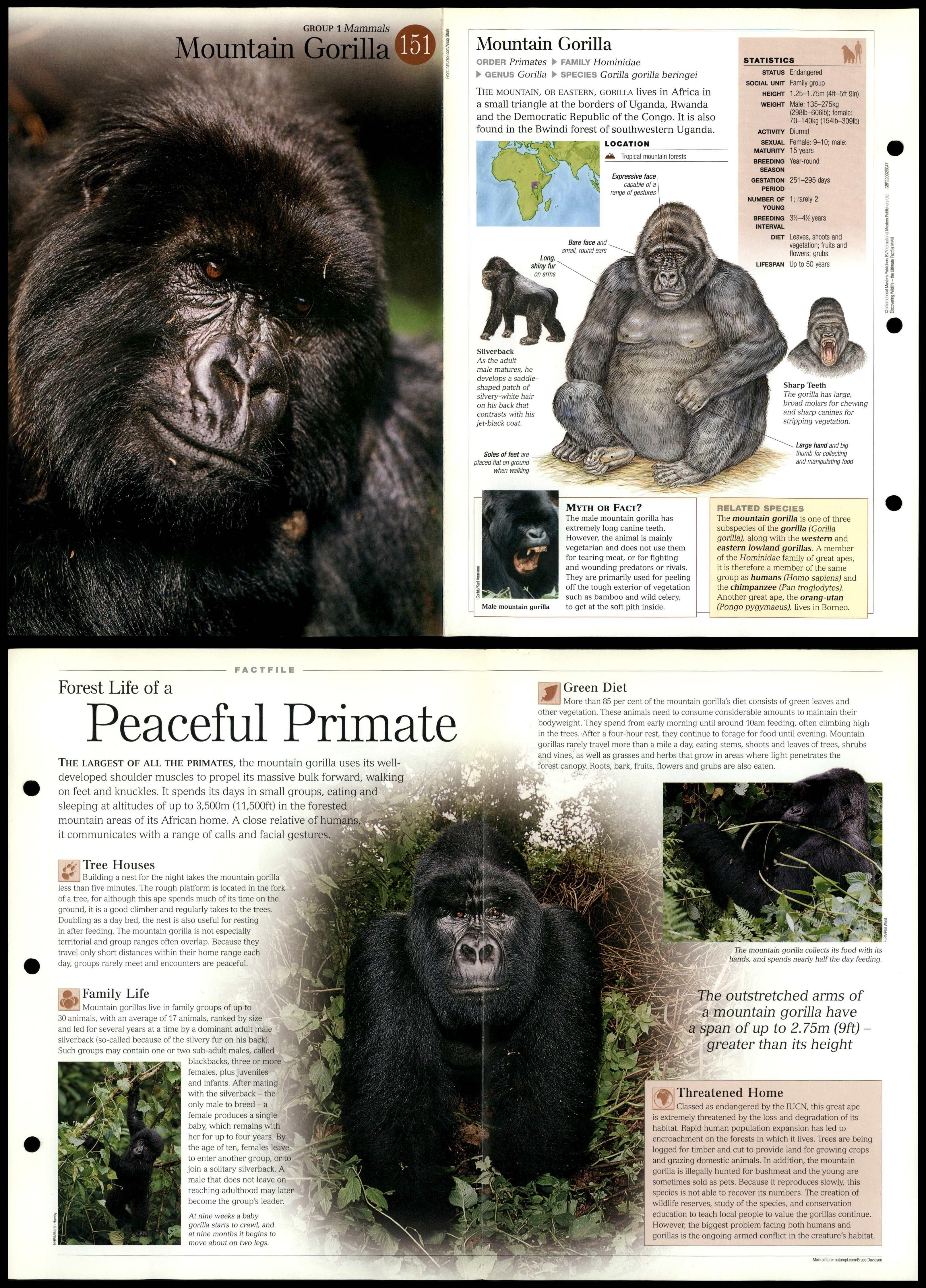 Mountain Gorilla #151 Mammals - Discovering Wildlife Fact File Fold-Out ...