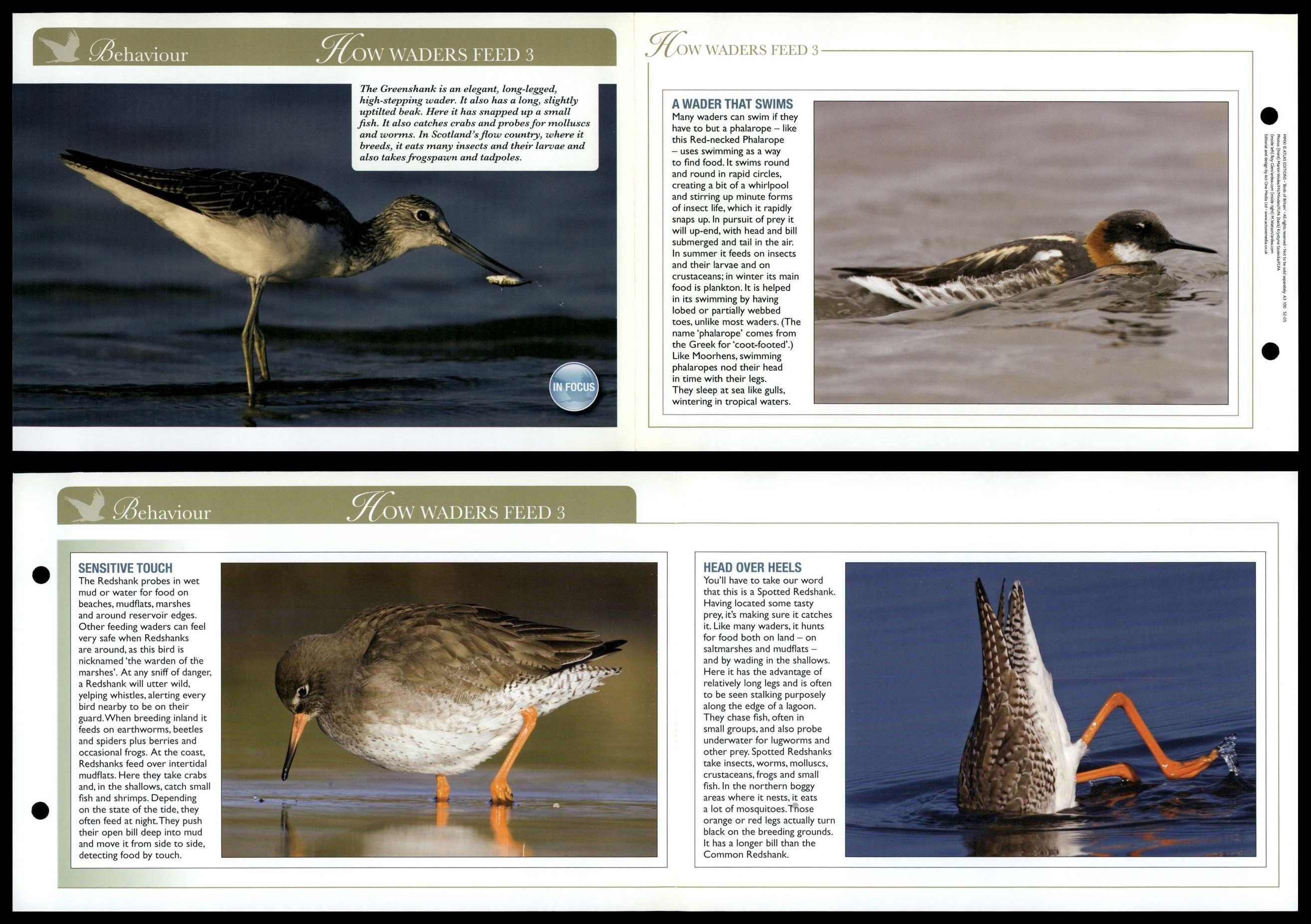 How Waders Feed 3 - Behaviour - Birds Of Britain Atlas Editions Fold ...