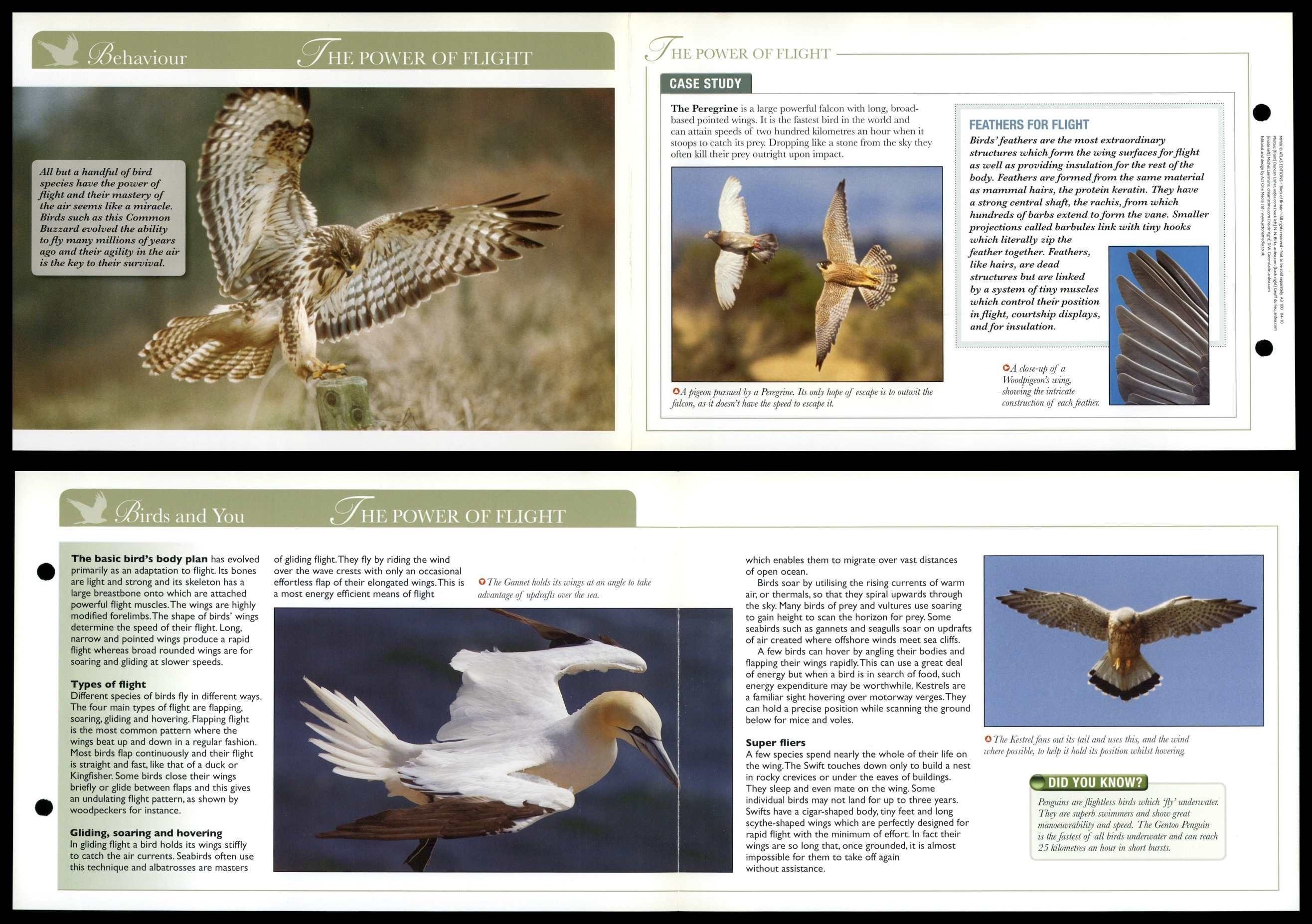 The Power Of Flight - Behaviour - Birds Of Britain Atlas Editions Fold ...