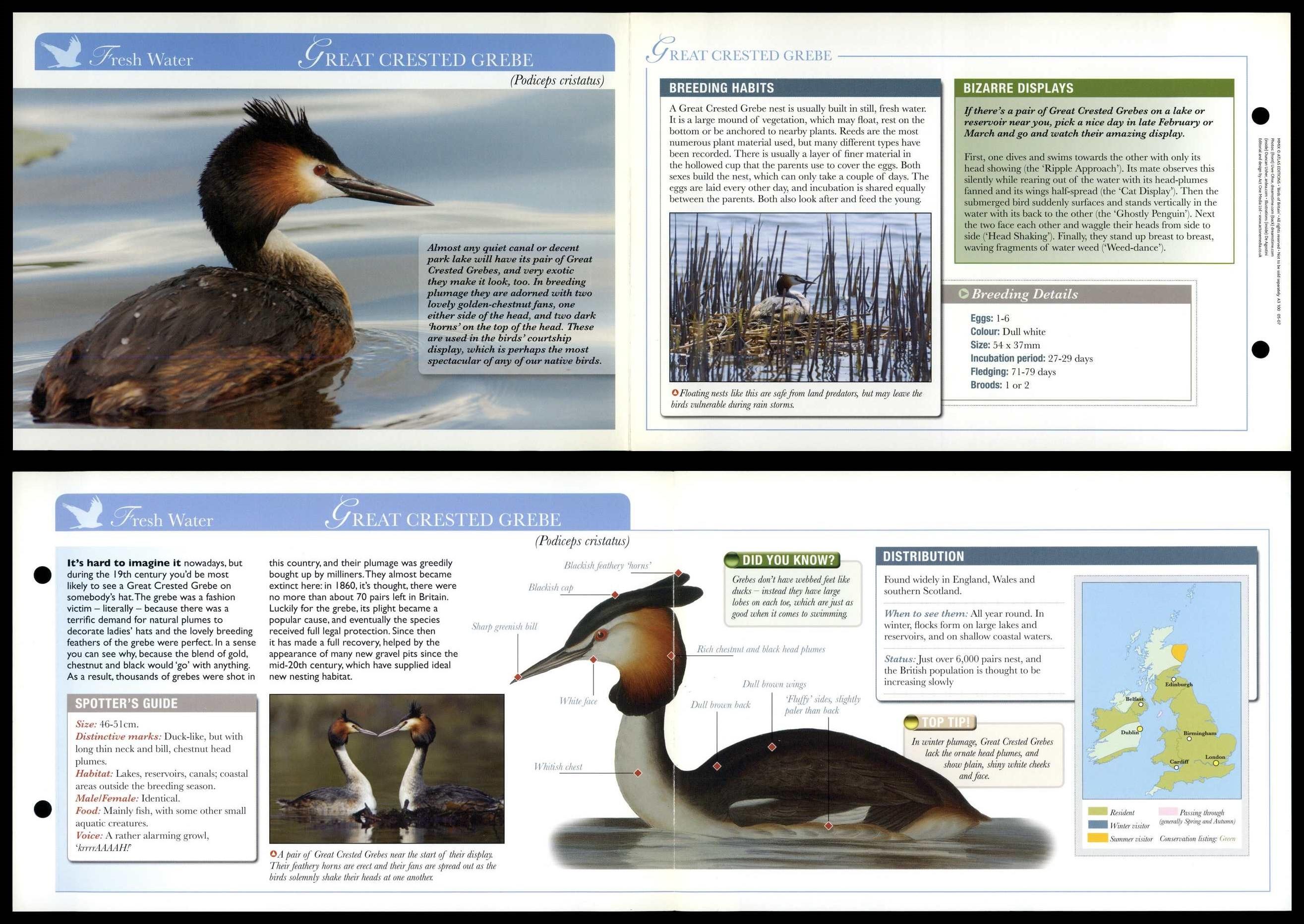 Great Crested Grebe - Fresh Water - Birds Of Britain Atlas Editions ...