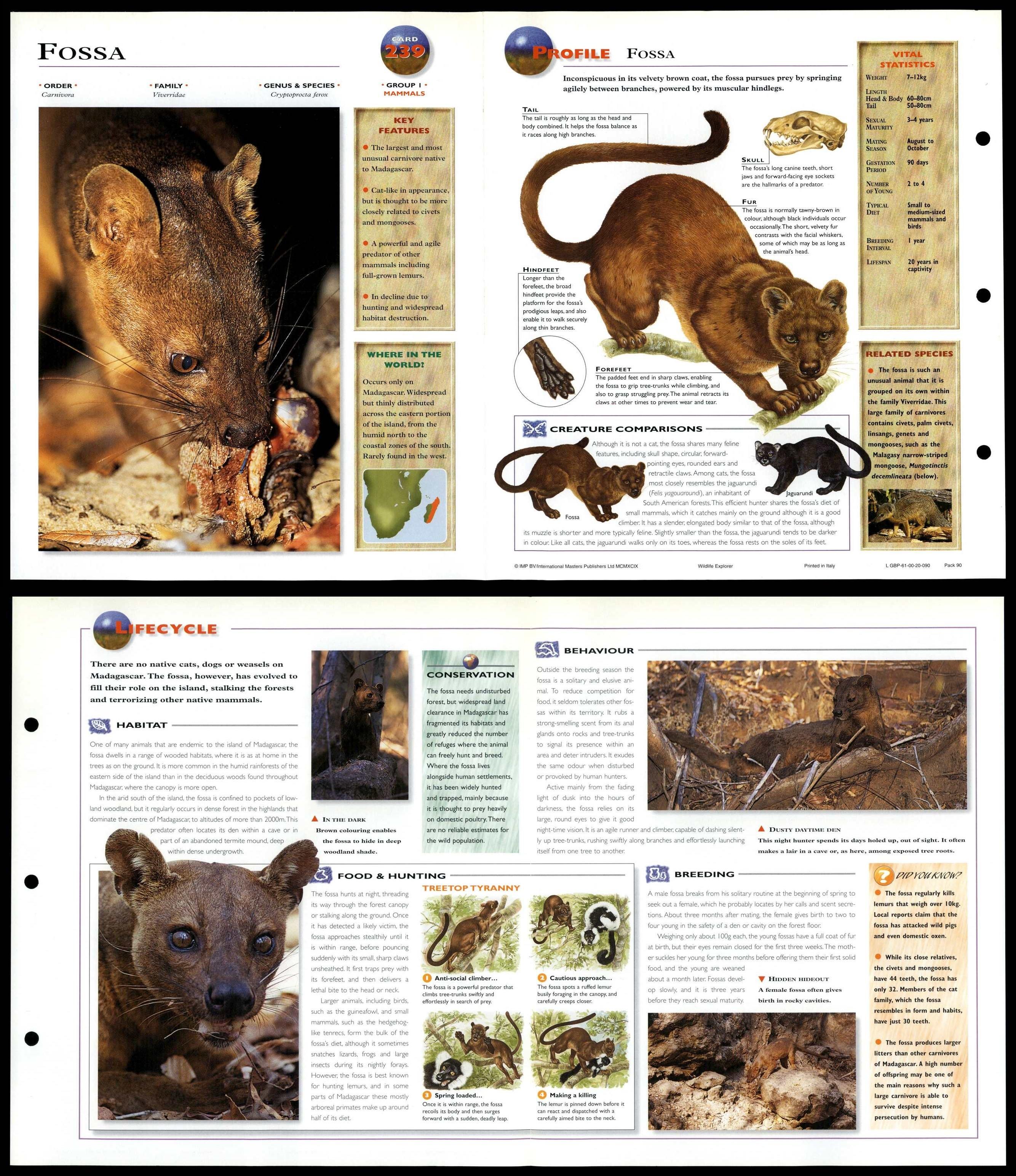 Fossa #239 Mammals - Wildlife Explorer Fold-Out Card