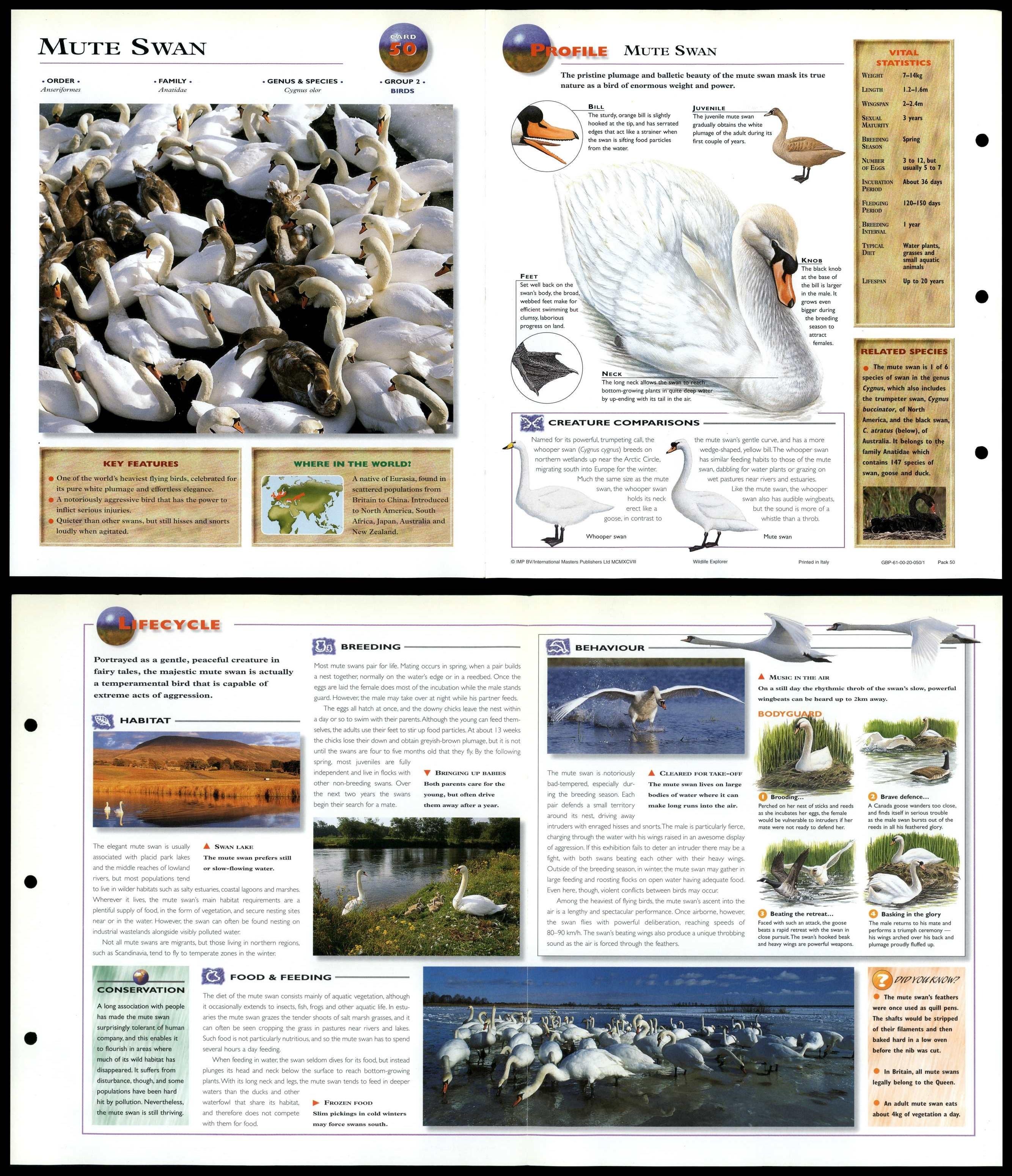 Mute Swan #50 Birds - Wildlife Explorer Fold-Out Card