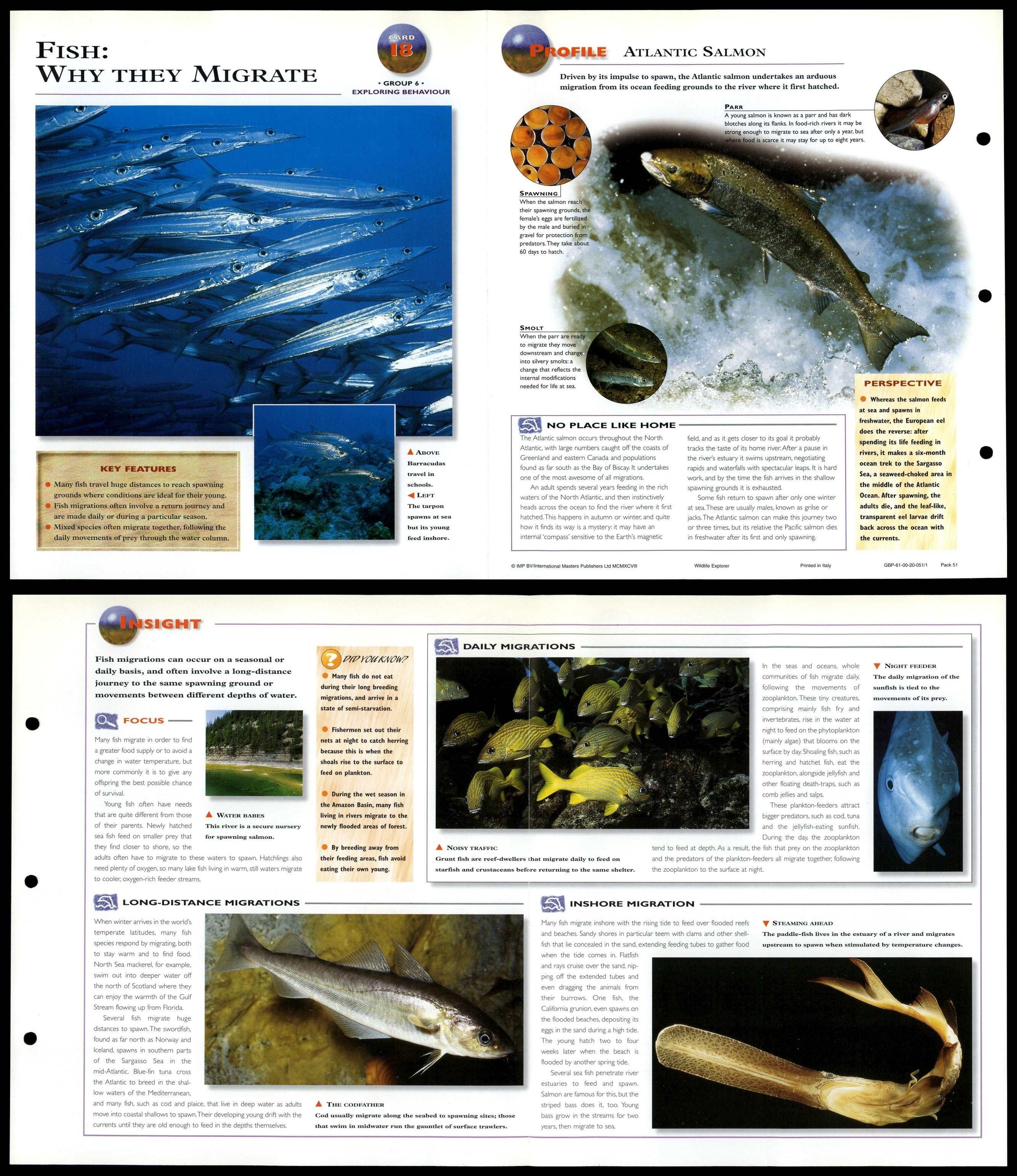 Fish : Why They Migrate #18 Behaviour - Wildlife Explorer Fold-Out Card