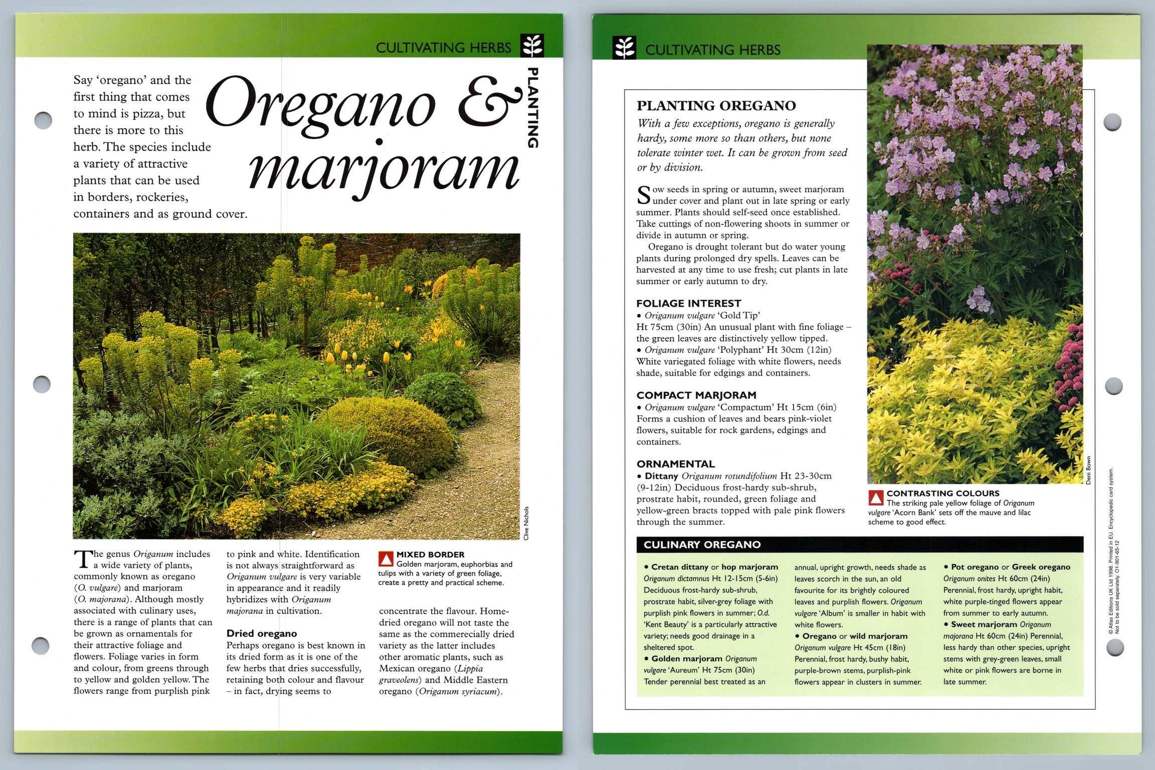 Oregano & Marjoram Cultivating Secret World Of Herbs Fact File Card