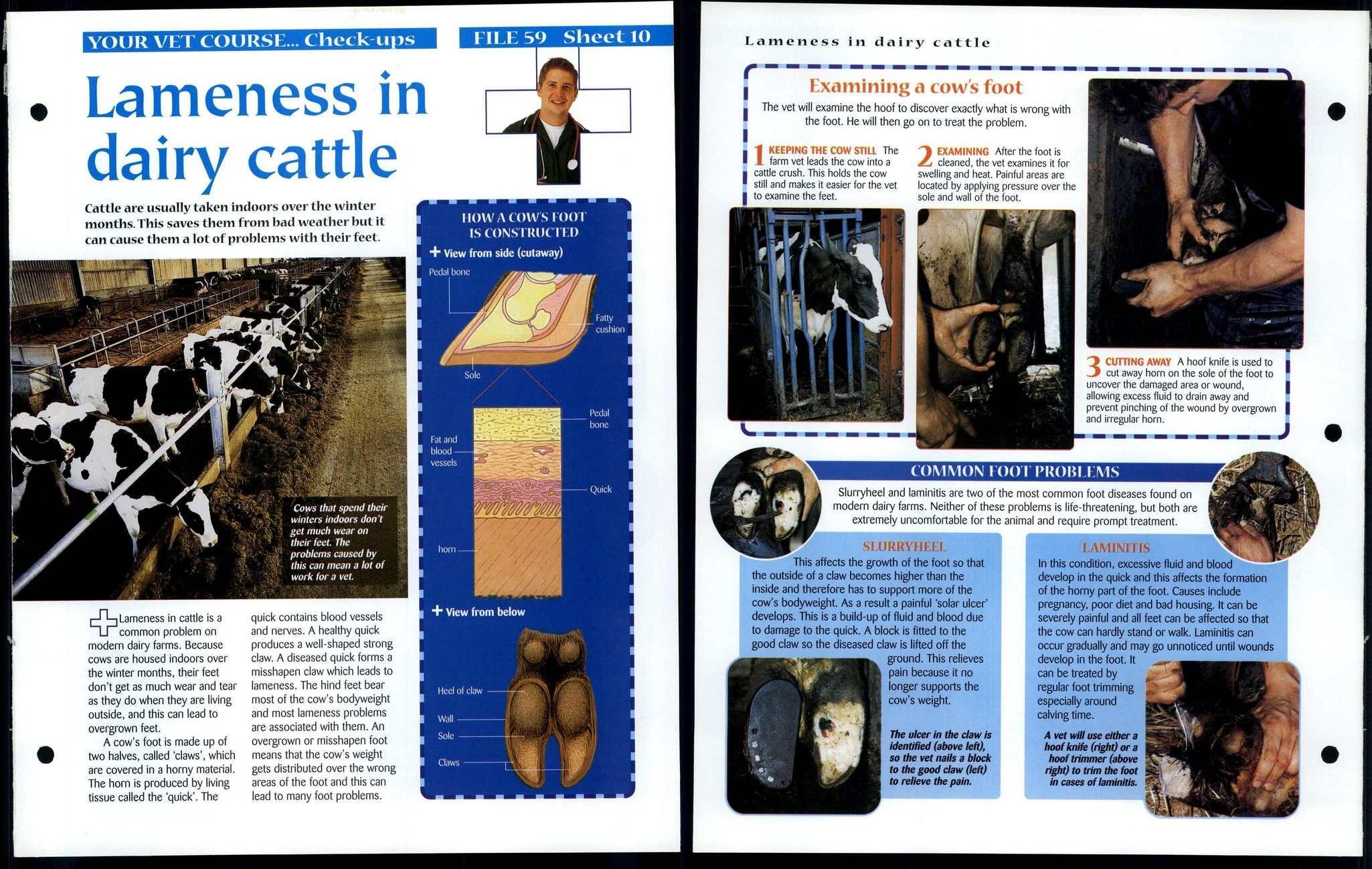 Lameness Dairy Cattle 10 Vet Course Animals, Animals, Animals Fact