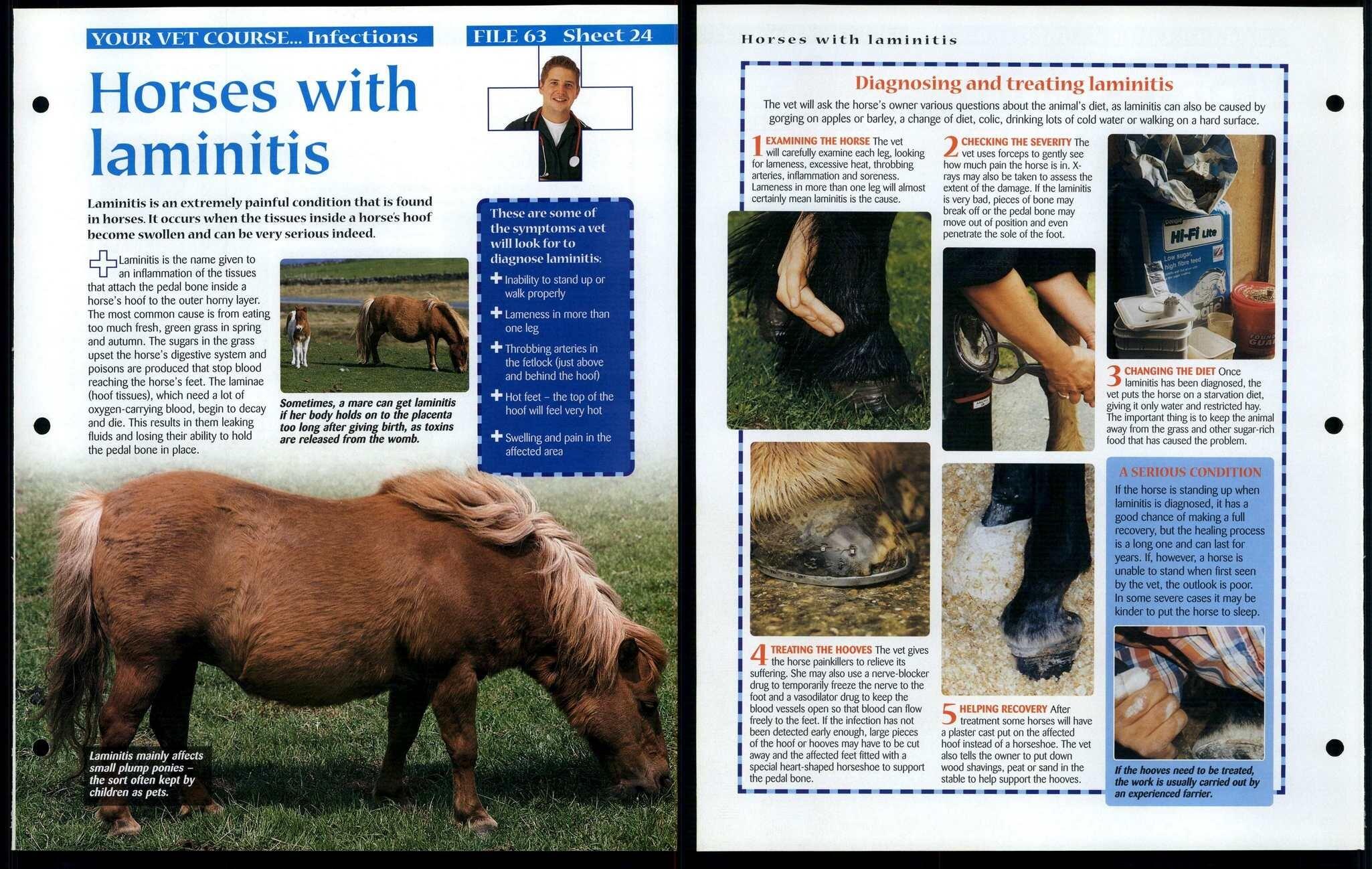 Horses Laminitis 24 Vet Course Animals Animals Animals Fact File Page