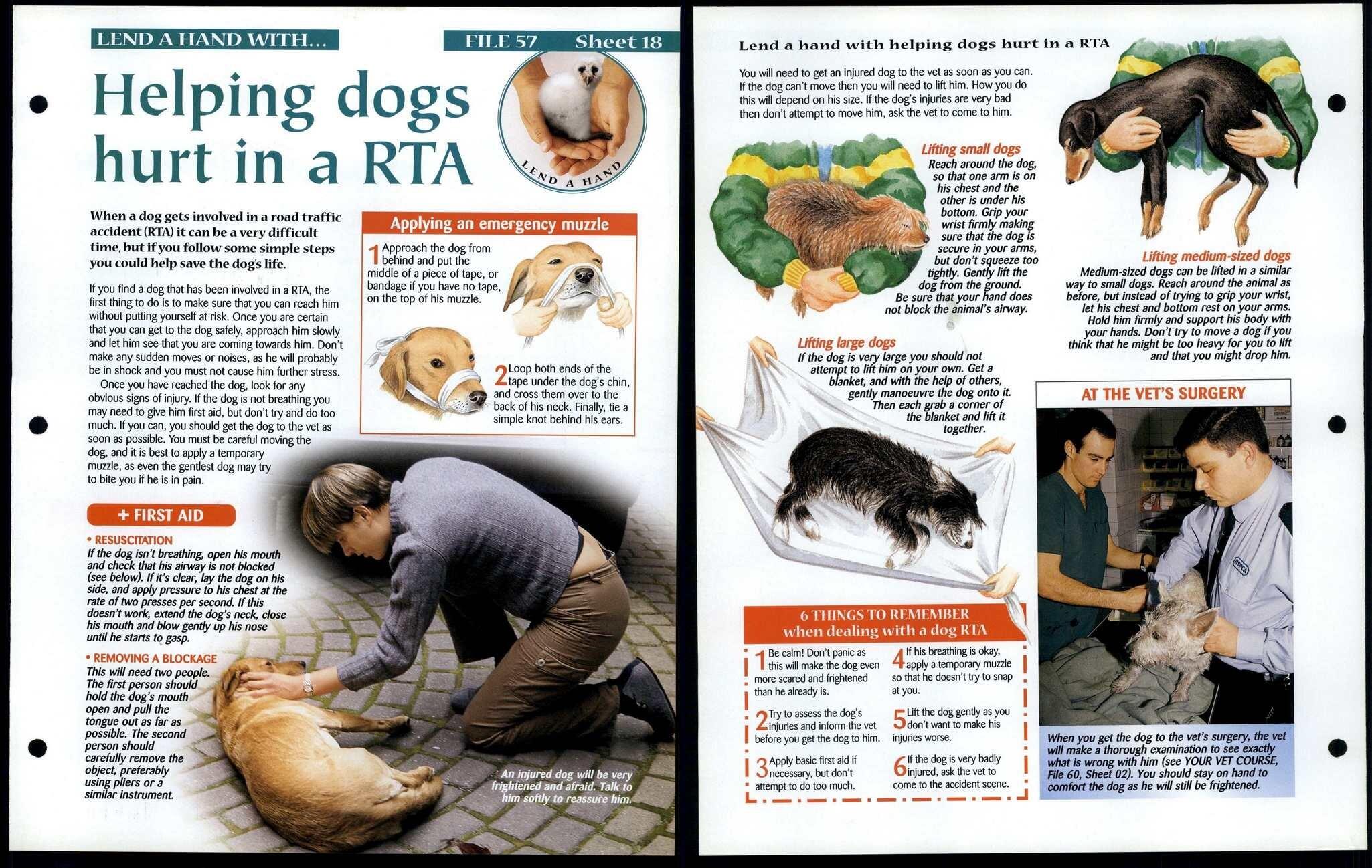 Dogs Hurt In A RTA 18 Lend A Hand Animals, Animals, Animals Fact File Page
