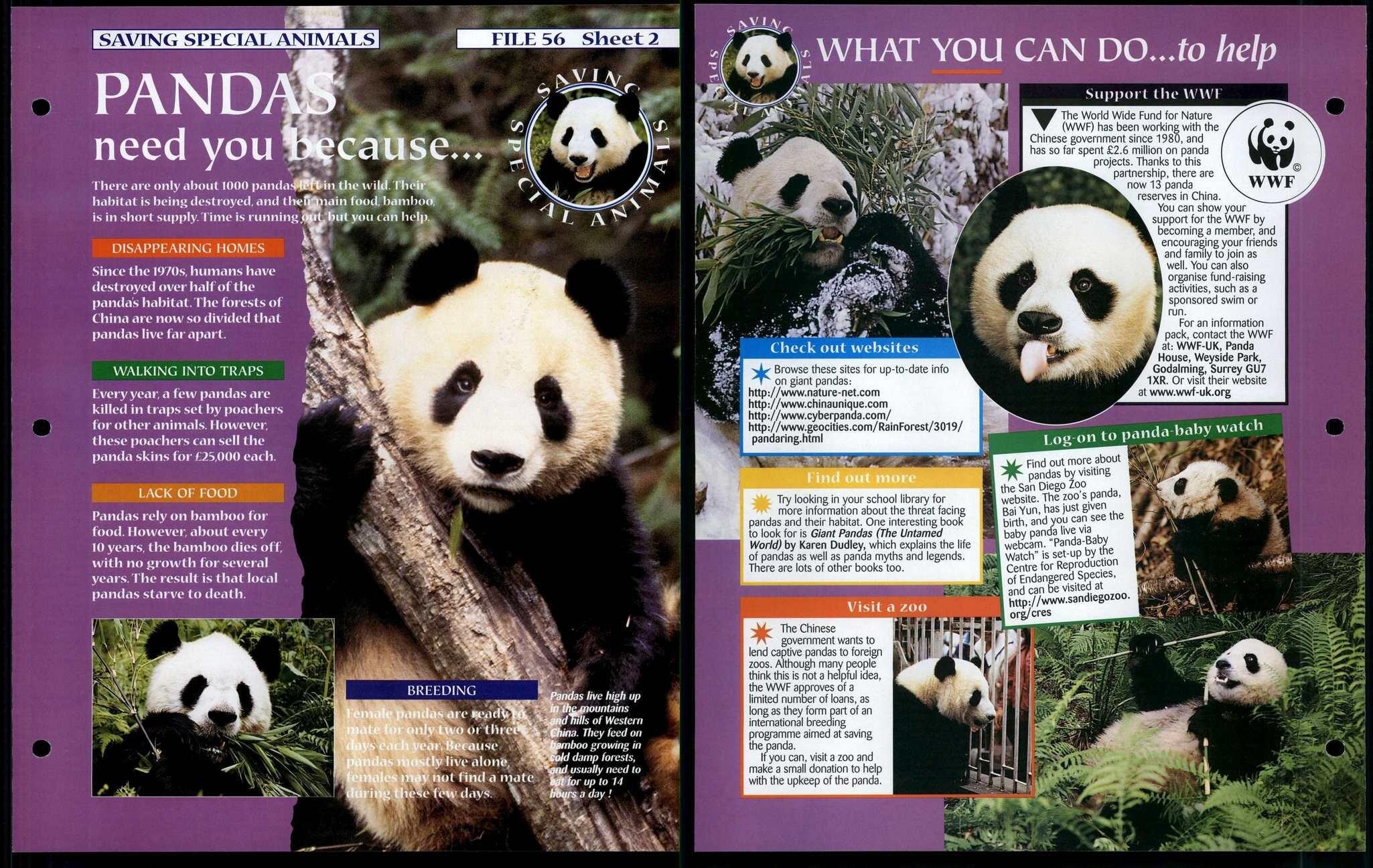 Pandas #2 Saving Special Animals, Animals, Animals Fact File Page