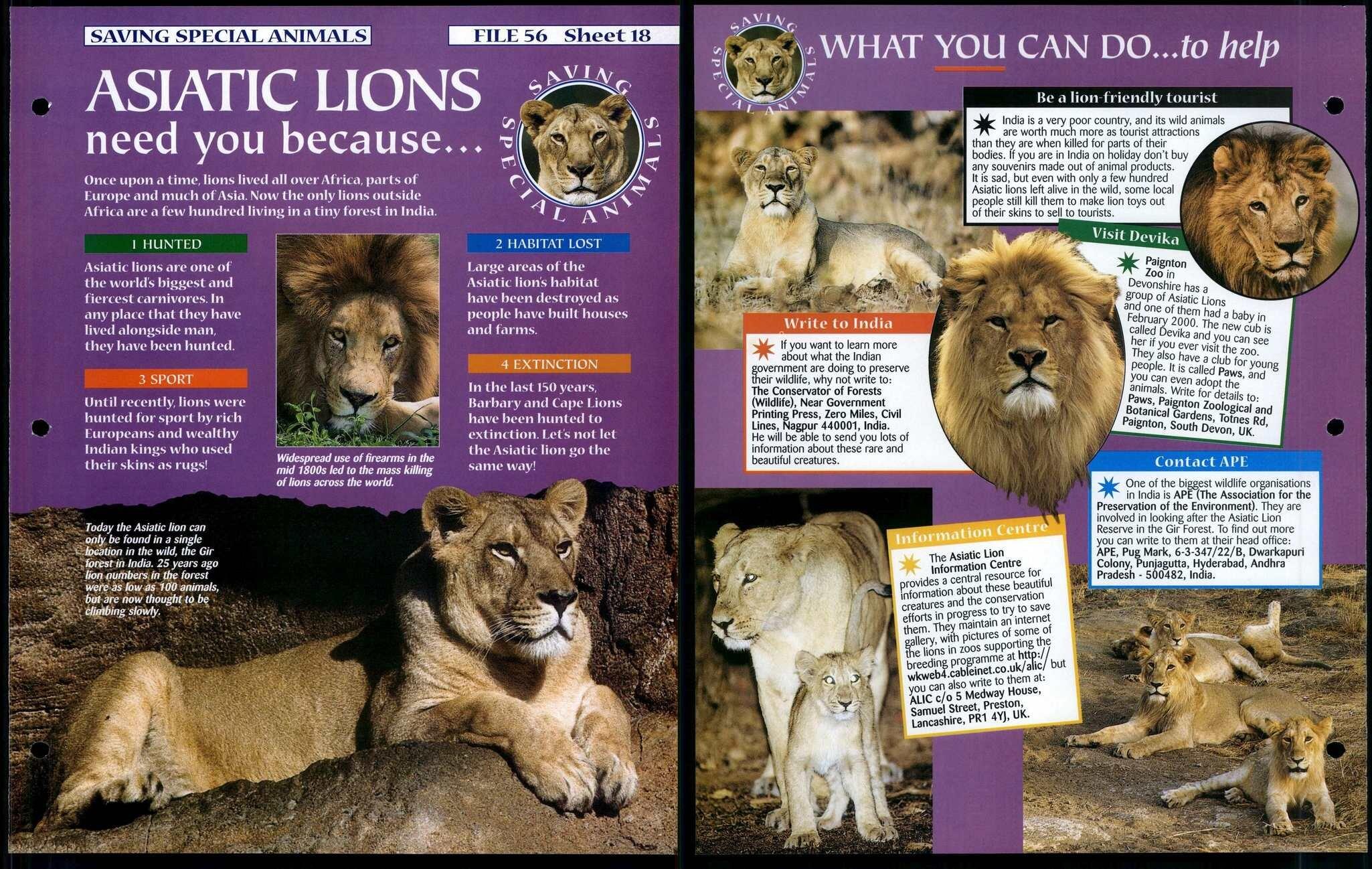 Asiatic Lions #18 Saving Special Animals, Animals, Animals Fact File Page