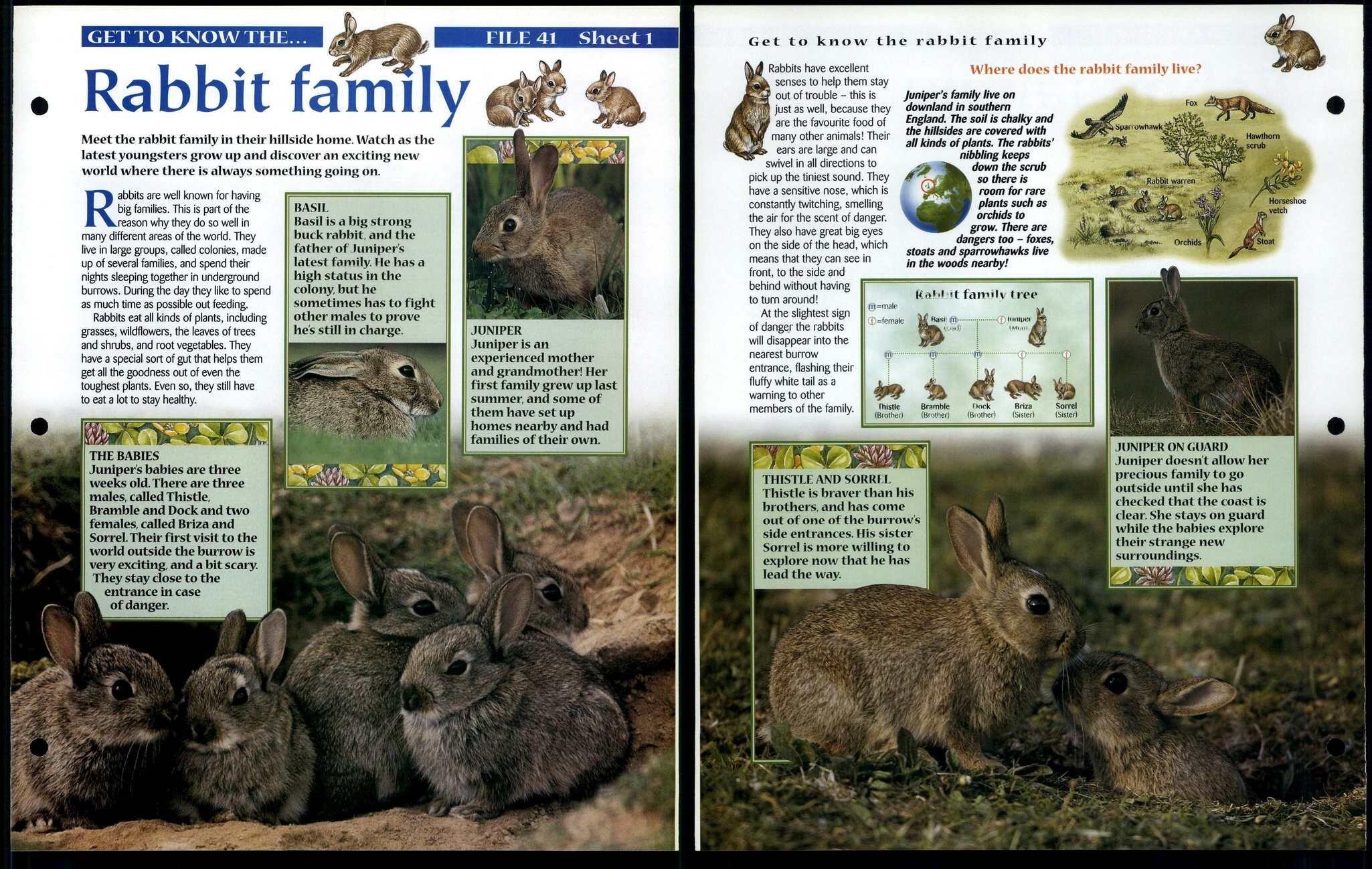 Rabbit Family #1 Get To Know Animals, Animals, Animals Fact File Page