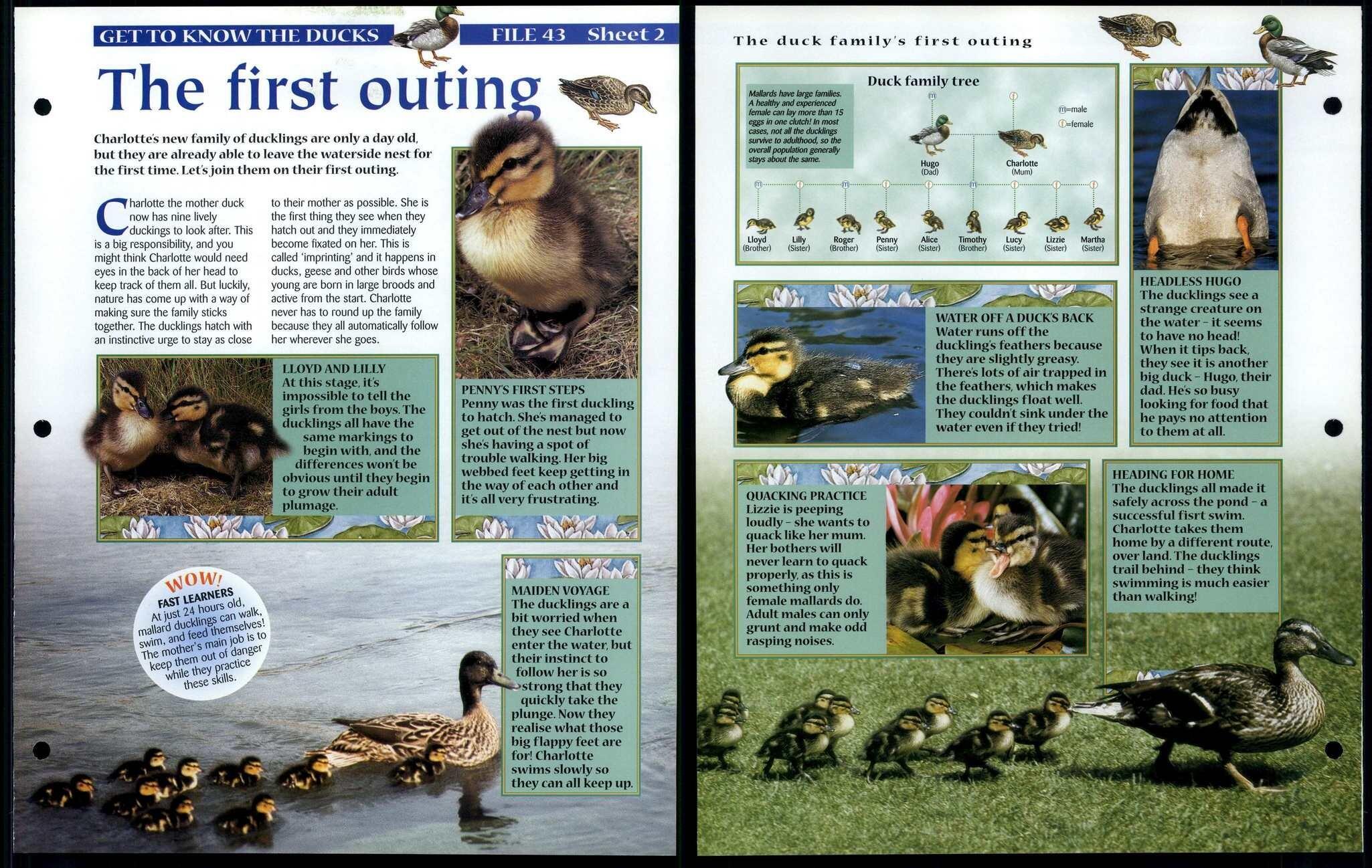 First Outing #2 Get To Know Animals, Animals, Animals Fact File Page