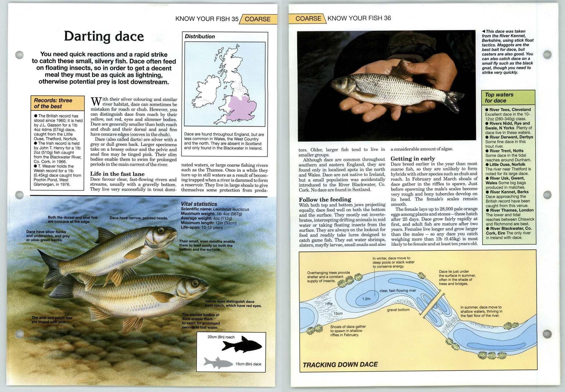 Darting Dace - Coarse Know Your Fish - The Art Of Fishing Page