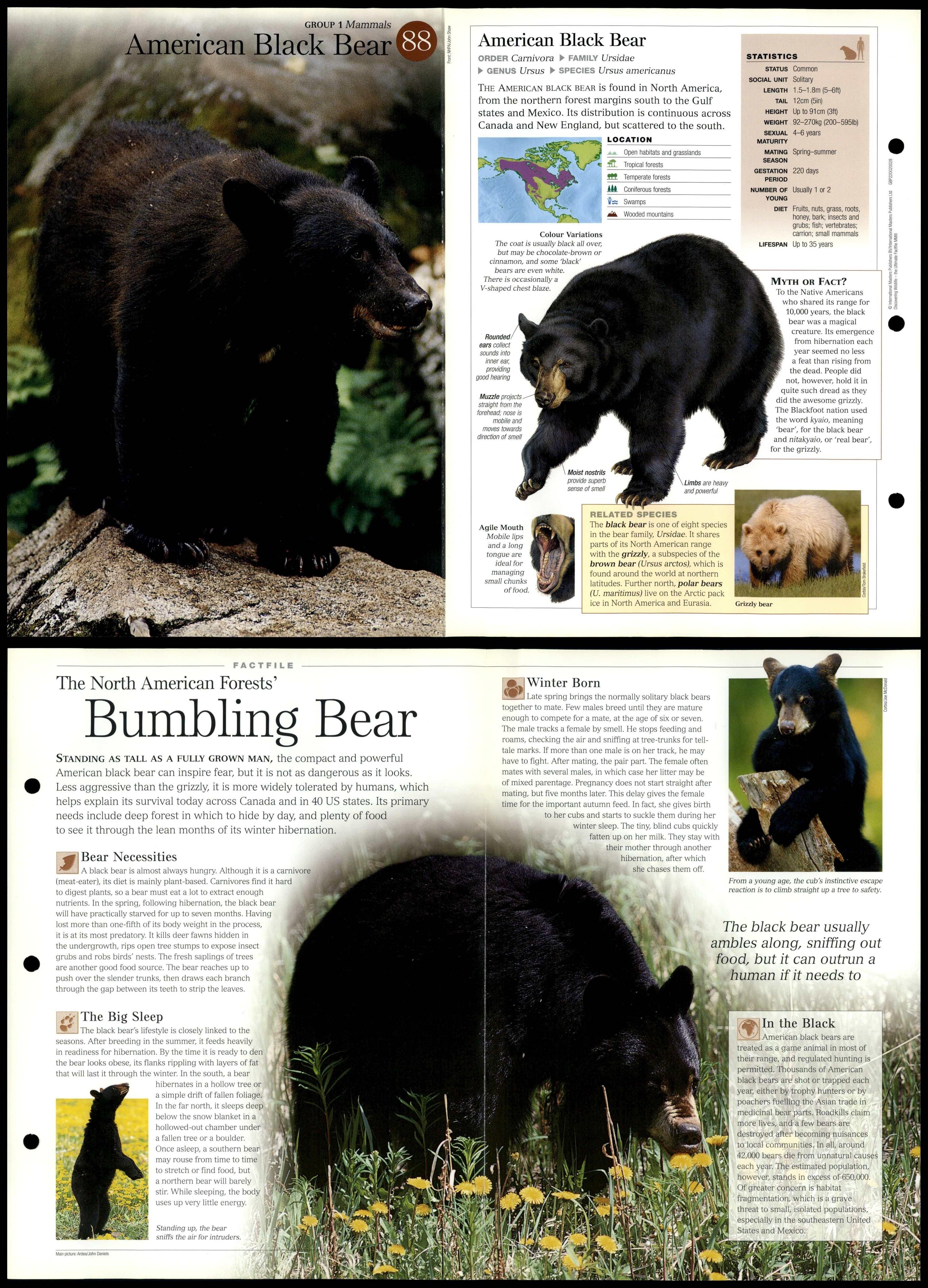 American Black Bear #88 Mammals - Discovering Wildlife Fact File Fold ...