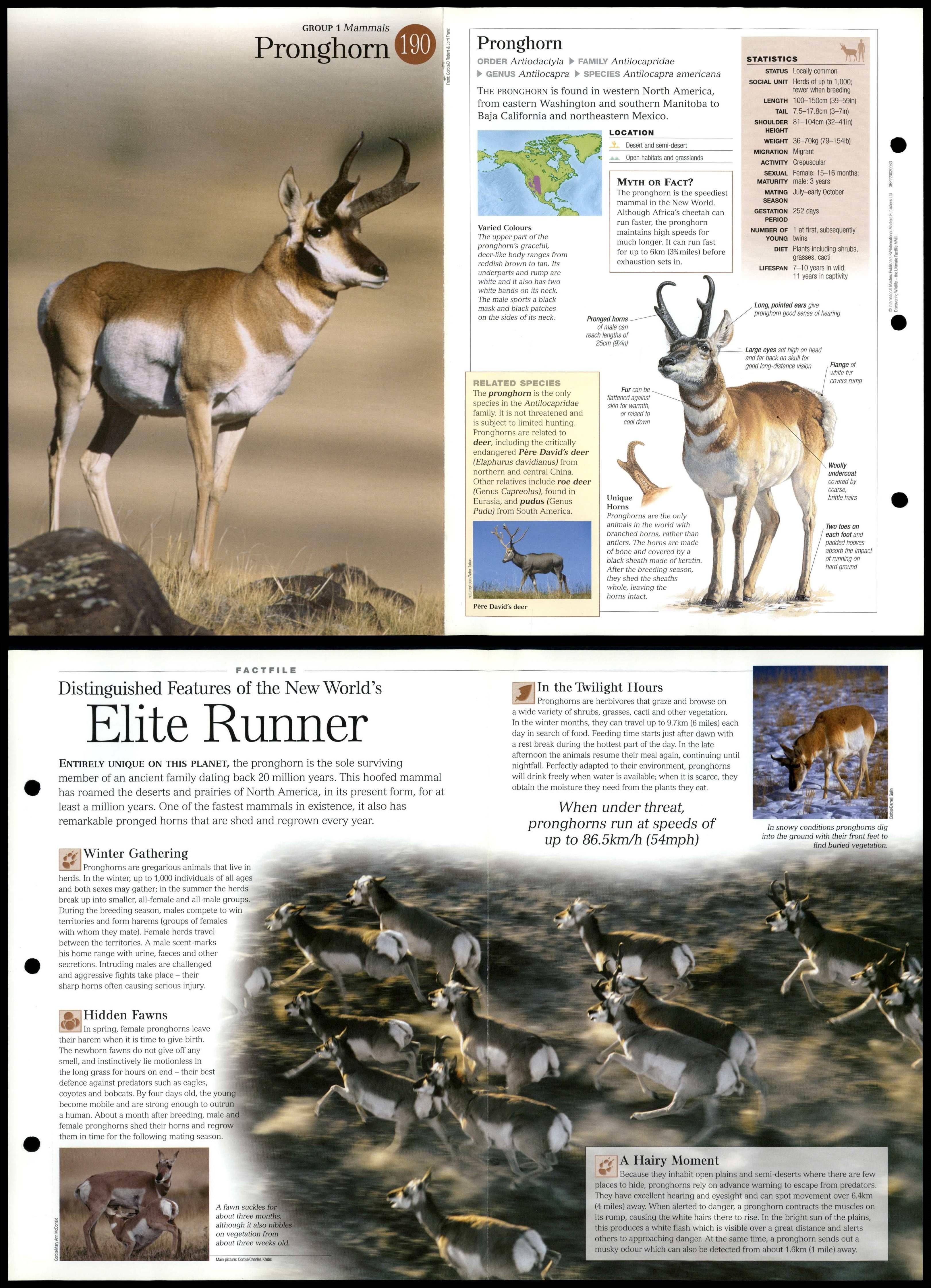 Pronghorn #190 Mammals - Discovering Wildlife Fact File Fold-Out Card