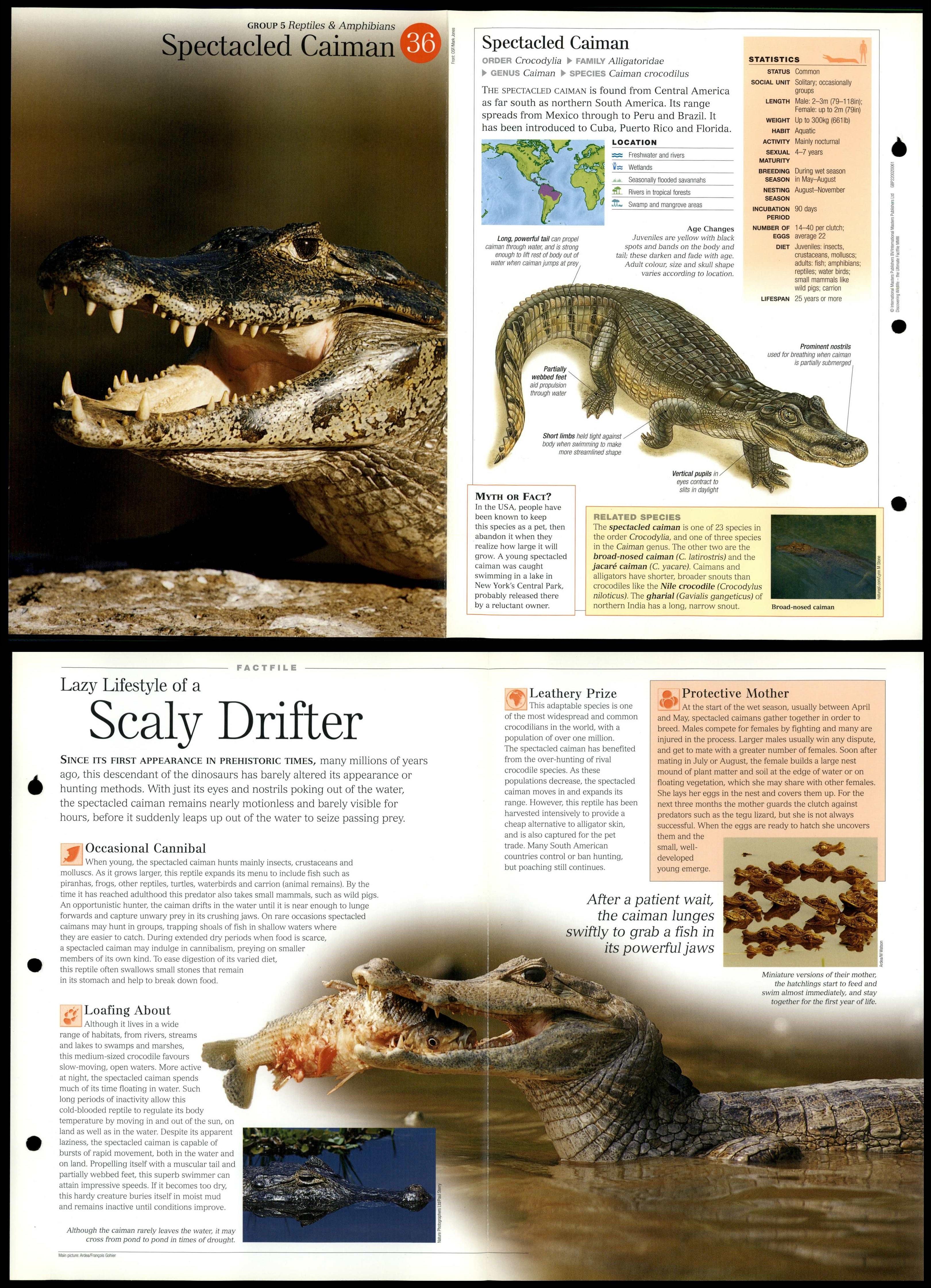 Spectacled Caiman #36 Reptiles - Discovering Wildlife Fact File Fold