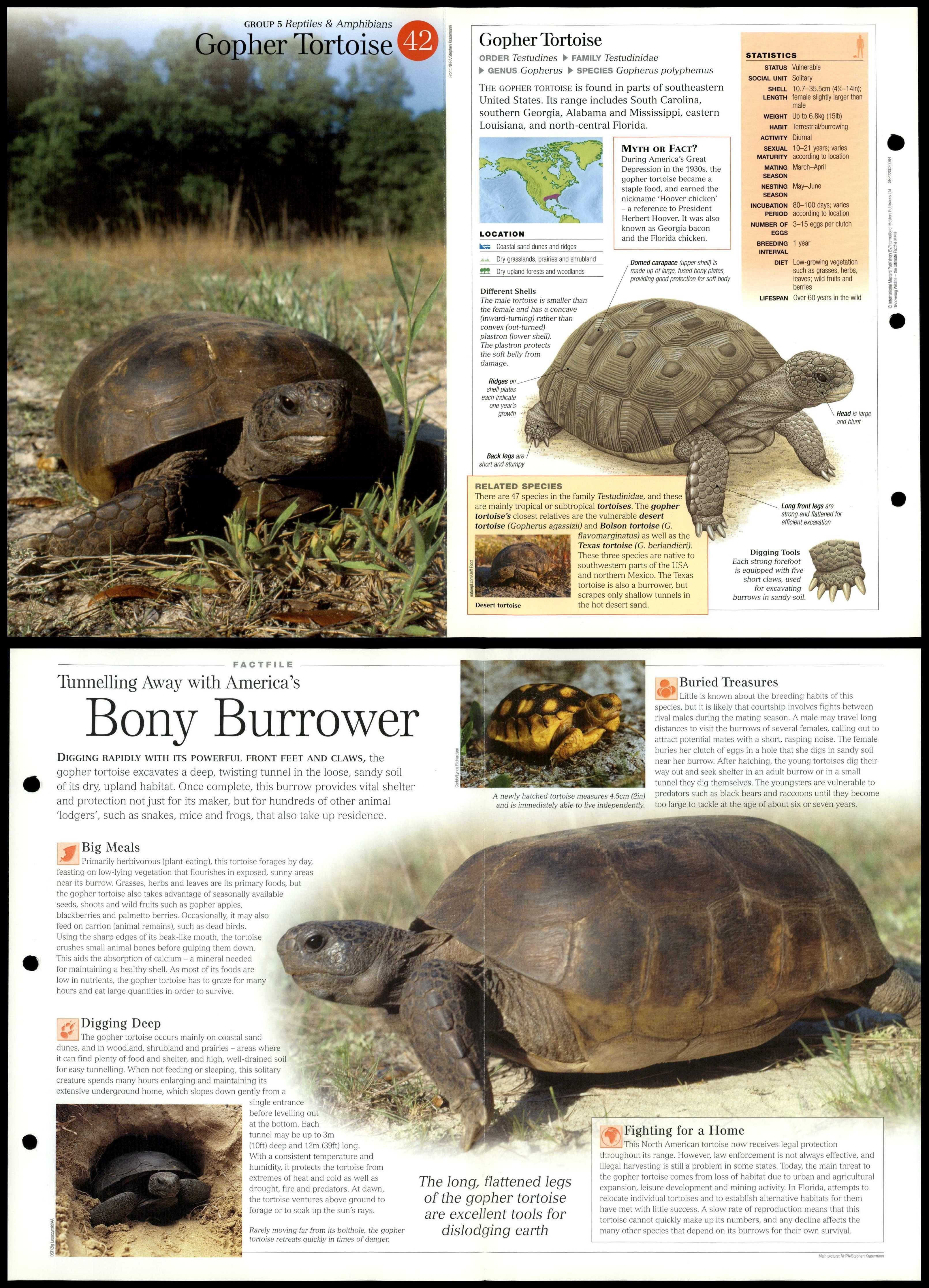 Gopher Tortoise #42 Reptiles - Discovering Wildlife Fact File Fold-Out Card